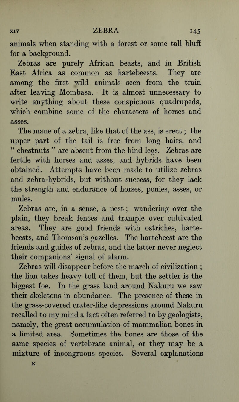 animals when standing with a forest or some tall bluff for a background. Zebras are purely African beasts, and in British East Africa as common as hartebeests. They are among the first wild animals seen from the train after leaving Mombasa. It is almost unnecessary to write anything about these conspicuous quadrupeds, which combine some of the characters of horses and asses. The mane of a zebra, like that of the ass, is erect; the upper part of the tail is free from long hairs, and “ chestnuts 55 are absent from the hind legs. Zebras are fertile with horses and asses, and hybrids have been obtained. Attempts have been made to utilize zebras and zebra-hybrids, but without success, for they lack the strength and endurance of horses, ponies, asses, or mules. Zebras are, in a sense, a pest; wandering over the plain, they break fences and trample over cultivated areas. They are good friends with ostriches, harte- beests, and Thomson’s gazelles. The hartebeest are the friends and guides of zebras, and the latter never neglect their companions’ signal of alarm. Zebras will disappear before the march of civilization ; the lion takes heavy toll of them, but the settler is the biggest foe. In the grass land around Nakuru we saw their skeletons in abundance. The presence of these in the grass-covered crater-like depressions around Nakuru recalled to my mind a fact often referred to by geologists, namely, the great accumulation of mammalian bones in a limited area. Sometimes the bones are those of the same species of vertebrate animal, or they may be a mixture of incongruous species. Several explanations K