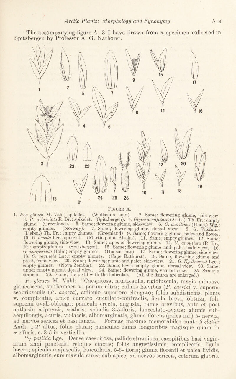 The accompanying figure A: 3 I have drawn from a specimen collected in Spitzbergen by Professor A. G. Nathorst. Figure A. 1, Poa glauca M. Vahl; spikelet. (Wollaston land). 2. Same; flowering glume, side-view. 3. P. ahhreviata H. Br.; sjyikelet. (Spitzbergen). 4:. Glyceriavilfoidea (AiSis.) Th.Fr.; empty glume. (Greenland). 5. Same; flowering glume, side-view. 6. G. maritima (Huds.) Wg.* empty glumes. (Norway). 7. Same; flowering glume, dorsal view. 8. G. Vahliana (Liebm.) Th. Fr.; empty glumes. (Greenland) 9. Same; flowering glume, palet and flower. 10. G. tenellaLger, spikelet. (Martin point, Alaska). 11. Same; empty glumes. 12. Same; flowering glume, side-view. 13. Same; apex of flowering glume. 14. G. angustata (R. Br.j Fr.; empty glumes. (Spitzbergen). 15. Same; flowering glume and palet, side-view. 16. G. paupercula Holm; empty glumes. (Hudson bay). 17. Same; flowering glume, side-view. 18. G. vaginata Lge.; empty glumes. (Cape Bathurst). 19. Same; flowering glume and palet, front-view. 20. Same; flowering glume and palet, side-view. 21. G. Kjellmanni Lge.; empty glumes. (Nova Zembla). 22. Same; lower empty glume, dorsal view. 23. Same; upper empty glume, dorsal view.^ 24. Same; flowering glume, ventral view. 25. Same; a stamen. 26. Same; the pistil with the lodiculae. (All the figures are enlarged.) P. glauca M. Vahl: ‘^Caespitosa, multicaulis, rigidiuscula, magis minusve glaucescens, spithamaea v. parum ultra; culmis laevibus (P. caesid) v. superne scabriusculis (P. asperd), articulo superiore elongate; foliis subdistichis, planis V. complicatis, apice curvato cucullato-contractis, ligula brevi, obtusa, folii supremi ovali-oblonga; panicula erecta, angusta, ramis brevibus, ante et post anthesin adpressis, scabris; spiculis 3-5-floris, lanceolato-ovatis; glumis sub- aequilongis, acutis, violaceis, albomarginatis, gluma florens (palea inf.) 5- nervia, ad nervos sericea et basi lanata. Formae maxime memorabiles sunt: jS elatior Ands. 1-2' altus, foliis planis; paniculae ramis longioribus magisque quam in a effusis, c. 3-5 in verticillis. “7 pallida Lge. Dense caespitosa, pallide straminea, caespitibus basi vagin- arum anni praeteriti reliquis cinctis; foliis angustissimis, complicatis, ligula lacera; spiculis majusculis, lanceolatis, 5-6- floris; gluma florenti et palea lividis, albomarginatis, cum macula aurea sub apice, ad nervos sericeis, ceterum glabris.