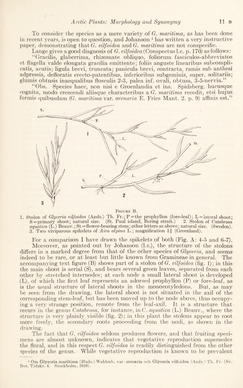 To consider the species as a mere variety of G. maritima, as has been done in recent years, is open to question, and Johanson ^ has written a very instructive paper, demonstrating that G. vilfoidea and G. maritPna are not conspecific. Lange gives a good diagnosis of G. vilfoidea (Conspectus \.c. p. 170) as follows: ^^Gracilis, glaberrima, rhizomate obliquo, foliorum fasciculos-abbreviatos et flagella valde elongata gracilia emittente; folds anguste linearibus subcompli- catis, acutis; ligula brevi, truncata; panicula brevi, contracta, ramis sub anthesi adpressis, defloratis erecto-patentibus, inferioribus subgeminis, super, solitariis; glumis obtusis inaequalibus flosculis 2-3, palea inf. ovali, obtusa, 3-5-nervia.’’ “Obs. Species haec, non nisi e Groenlandia et ins. Spidsberg. hucusque cognita, modo crescendi aliisque characteribus a G. maritima recedit, etsi hujus formis quibusdam (G. maritima var. arenaria E. Fries Mant. 2. p. 9) affinis est.’’ 1. Stolon of Glyceria vilfoidea (Ands.) Th. Fr.;P=the prophyllon (fore-leaf); L = lateral shoot; S= primary shoot; natural size. (St. Paul island, Bering strait.) 2. Stolon of Catahrosa aquatica (L.) Beauv.; St = flower-bearing stem; other letters as above; natural size. (Sweden). 3. Two viviparous spikelets of Aira alpina L.; magnification If (Greenland). For a comparison I have drawn the spikelets of both (Fig. A: 4-5 and 6-7). Moreover, as pointed out by Johanson (l.c.), the structure of the stolons differs in a marked degree from that of the other species of Glyceria, and seems indeed to be rare, or at least but little known from Gramineae in general. The accompanying text figure (B) shows part of a stolon of G. vilfoidea (fig. 1); in this the main shoot is aerial (S), and bears several green leaves, separated from each other by stretched internodes; at each node a small lateral shoot is developed (L), of which the first leaf represents an adorsed prophyllon (P) or fore-leaf, as is the usual structure of lateral shoots in the monocotyledons. But, as may be seen from the drawing, the lateral shoot is not situated in the axil of the corresponding stem-leaf, but has been moved up to the node above, thus occupy¬ ing a very strange position, remote from the leaf-axil. It is a structure that recurs in the genus Catahrosa, for instance, inC. aquatica (L.) Beauv., where the structure is very plainly visible (fig. 2); in this plant the stolons appear to root more freely, the secondary roots proceeding from the nodi, as shown in the drawing. The fact that G. vilfoidea seldom produces flowers, and that fruiting speci¬ mens are almost unknown, indicates that vegetative reproduction supersedes the floral, and in this respect G. vilfoidea is readily distinguished from the other species of the genus. While vegetative reproduction is known to be prevalent ^ Om Glycoria maritima (Huds.) Wahlenb. var. arenaria och Glyceria vilfoidea (Ands.) Th. Fr. (Sv. Bot. Tidskr. 4. Stockholm, iOlO).