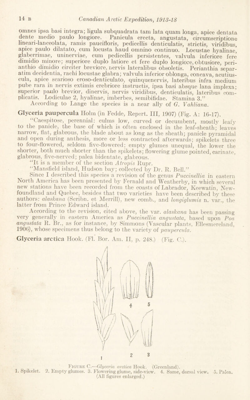 omnes ipsa basi Integra; ligula subquadrata tarn lata quam longa, apice dentata dente medio paulo longiore. Panicula erecta, angustata, circumscriptione lineari-lanceolata, ramis paucifloris, pedicellis denticulatis, strictis, viridibus, apice paulo dilatato, cum locusta baud omnino continuo. Locustae hyalinae' glaberrimae, uninerviae, cum pedicellis persistentes, valvula inferiore fere dimidio minore; superiore duplo latiore et fere duplo longiore, obtusiore, peri- anthio dimidio circitm* breviore, nervis lateralibus obsoletis. Perianthia separ- atim decidentia, rachi locustae glabra; valvula inferior oblonga, concava, acutius- cula, apice scarioso eroso-denticulato, quinquenervis, lateribus infra medium pube rara in nervis extimis crebriore instructis, ipsa basi absque lana implexa; superior paulo brevior, dinervis, nervis viridibus, denticulatis, lateribus com- plicatis. Lodiculae 2, hyalinae, imberbes, semibifidae. Stamina 3.” According to Lange the species is a near ally of G. Vahliana. Glyceria paupercula Holm (in Fedde, Repert. Ill, 1907) (Fig. A: 16-17). “Caespitose, perennial: culms low, curved or decumbent, mostly leafy to the panicle, the base of which is often enclosed in the leaf-sheath; leaves narrow, fiat, glabrous, the blade about as long as the sheath; panicle pyramidal and open during anthesis, more or less contracted afterwards; spikelets three to four-flowered, seldom five-flowered; empty glumes unequal, the lower the shorter, both much shorter than the spikelets; flowering glume pointed, carinate, glabrous, five-nerved; palea bidentate, glabrous. ‘‘It is a member of the section Atropis Rupr. “Mansfield island, Hudson bay; collected by Dr. R. Bell.” Since I described this species a revision of the genus PuccinelUa in eastern North America has been presented by Fernald and Weatherby, in which several new stations have been recorded from the coasts of Labrador, Keewatin, New¬ foundland and Quebec, besides that two varieties have been described by these authors: alaskana (Scribn. et Merrill), new comb., and longiglumis n. var., the latter from Prince Edward island. According to the revision, cited above, the var. alaskana has been passing very generally in eastern America as PuccinelUa angustata, based upon Poa angustata R. Br., as for instance, by Simmons (Vascular plants, Ellesmereland, 1906), whose specimens thus belong to the variety of paupercula. Glyceria arctica Hook. (FI. Bor. Am. II, p. 248.) (Fig. C.). 3 2 Figuke C.—Glyceria arctica Hook. (Greenland). 1. Spikelet. 2. Empty glumes. 3. Flowering glume, side-view. 4. Same, dorsal view. 5. Palea. (All figures enlarged.)