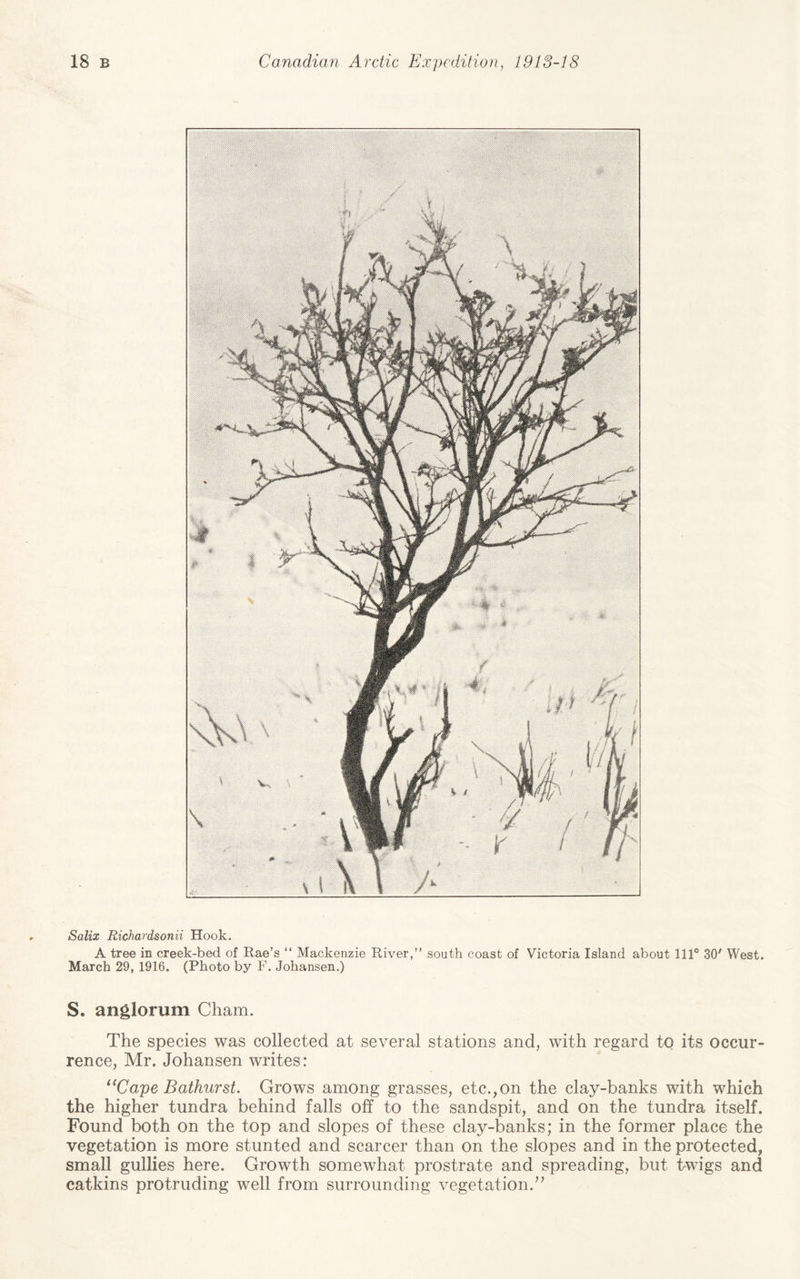 Salix Richardsonii Hook. A tree in creek-bed of Rae’s “ Mackenzie River,” south coast of Victoria Island about 111° 30' West. March 29, 1916. (Photo by F. Johansen.) S. anglorum Cham. The species was collected at several stations and, with regard to its occur¬ rence, Mr. Johansen writes: ape Bathurst. Grows among grasses, etc.,on the clay-banks with which the higher tundra behind falls off to the sandspit, and on the tundra itself. Found both on the top and slopes of these clay-banks; in the former place the vegetation is more stunted and scarcer than on the slopes and in the protected, small gullies here. Growth somewhat prostrate and spreading, but twigs and catkins protruding well from surrounding vegetation.’’