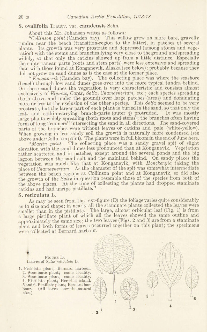 S. ovalifolia Trautv. var. camdensis Schn. About this Mr. Johansen writes as follows: ^^Collinson point (Camden bay). This willow grew on more bare, gravelly tundra near the beach (transition-region to the latter), in patches of several plants. Its growth was very prostrate and depressed (among stones and vege¬ tation) with the stems and branches lying very close to the ground and spreading widely, so that only the catkins showed up from a little distance. Especially the subterranean parts (roots and stem parts) were less extensive and spreading than with those found at Konganevik, Alaska (see below); probably because they did not grow on sand dunes as is the case at the former place. Konganevik (Camden bay). The collecting place was where the seashore (beach) through low sand dunes goes over into the more typical tundra behind. On these sand dunes the vegetation is very characteristic and consists almost exclusively of Elymus, Carex, Salix, Chamaenerium, etc.; each species spreading (both above and under the ground) over large patches (areas) and dominating more or less to the exclusion of the other species. This Salix seemed to be very prostrate, but the larger part of each plant is buried in the sand, so that only the leaf- and catkin-carrying branch-parts (outer |) protruded. It was mostly large plants widely spreading (both roots and stems); the branches often having form of long “runners’^ intersecting the sand in all directions. The sand-covered parts of the branches were without leaves or catkins and pale (white-yellow). When growing in less sandy soil the growth is naturally more condensed (see above under Collinson point). The plants were in full bloom in the end of June here. '‘Martin point The collecting place was a sandy gravel spit of slight elevation with the sand dunes less pronounced than at Konganevik. Vegetation rather scattered and in patches, except around the several ponds and the big lagoon between the sand spit and the mainland behind. On sandy places the vegetation was much like that at Konganevik, with Honckenyia taking the place of Chamaenerium. As the character of the spit was somewhat intermediate between the beach regions at Collinson point and at Konganevik, so did also the growth of the Salix in question resemble those of the species from both of the above places. At the time of collecting the plants had dropped staminate catkins and had unripe pistillate.’' S. reticulata L. As may be seen from the text-figure (D) the foliage varies quite considerably as to size and shape; in nearly all the staminate plants collected the leaves were smaller than in the pistillate. The large, almost orbicular leaf (Fig. 1) is from a large pistillate plant of which all the leaves showed the same outline and approximately the same size; the two leaves (Figs. 2 and 3) are from a staminate plant and both forms of leaves occurred together on this plant; the specimens were collected at Bernard harbour. 1. Pistillate plant; Bernard harbour. 2. Staminate plant; same locality. 3. Staminate plant; same locality. 4. Pistillate plant; Herschel island. 5 and 6. Pistillate plant; Bernard har¬ bour. (All leaves show the natural size.) i Figure D. Leaves of Salix reticulata L. 4 2