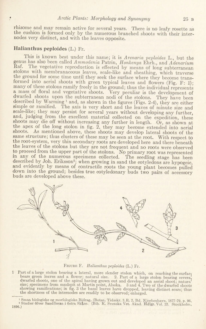 rhizome and may remain active for several years. There is no leafy rosette as the cushion is formed only by the numerous branched shoots with their inter¬ nodes very distinct, and with the leaves opposite. Halianthus peploides (L.) Fr. This is known best under this name; it is Arenaria peploides L., but the genus has also been called Ammodenia Patrin, Honkenya Ehrh., and Adenarium Raf. The vegetative reproduction is effected by means of long subterranean stolons with membranaceous leaves, scale-like and sheathing, which traverse the ground for some time until they seek the surface where they become trans¬ formed into aerial shoots with green typical leaves and flowers (Fig. F: 1); many of these stolons ramify freely in the ground; thus the individual represents a mass of floral and vegetative shoots. Very peculiar is the development of dwarfed shoots upon the subterranean nodi of the stolons. They have been described by Warming ^ and, as shown in the figures (Figs. 2-4), they are either simple or ramified. The axis is very short and the leaves of minute size and scale-like; they may persist for several years without developing any further, and, judging from the excellent material collected on the expedition, these shoots may die off without increasing any further in length. Or, as shown at the apex of the long stolon in fig. 2, they may become extended into aerial shoots. As mentioned above, these shoots may develop lateral shoots of the same structure; thus clusters of these may be seen at the root. With respect to the root-system, very thin secondary roots are developed here and there beneath the leaves of the stolons but they are not frequent and no roots were observed to proceed from the upper part of the stolons. No primary root was represented in any of the numerous specimens collected. The seedling stage has been described by Joh. Eriksson^; when growing in sand the cotyledons are hypogeic, and evidently by means of contractile roots the young plant becomes pulled down into the ground; besides true cotyledonary buds two pairs of accessory buds are developed above these. 1 Part of a large stolon bearing a lateral, more slender stolon which, on reaching the surfaci bears green leaves and a flovv^er; natural size. 2. Part of a large stolon bearing severa, dwarfed shoots, one of the apical having grown out and developed an aerial shoot; natura^ size; specimens from saydspit at Martin point, Alaska. 3 and 4. Two of the dwarfed shoots showing ramifications; in fig. 3 the basal leaves have dropped, leaving distinct scars; thus the shortness of the internodes are readily to be observed; enlarged. 1 Smaa biologiske og morfologiske Bidrag. (Botan. Tidsskr. 3.R. 2. Bd. Kjoebenhavn, 1877-79 p. 96, 2 Studier ofver Sandfloran i ostra Sk^ne. (Bih. K. Svenska Vet. Akad. Hdlgr. Vol. 22. Stockholm, 1896.)