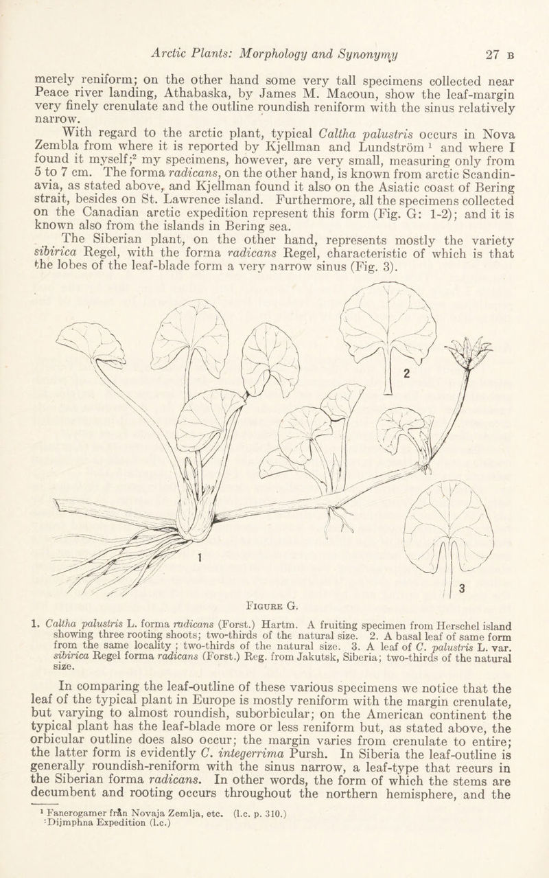 merely reniform; on the other hand some very tall specimens collected near Peace river landing, Athabaska, by James M. Macoun, show the leaf-margin very finely crenulate and the outline roundish reniform with the sinus relatively narrow. With regard to the arctic plant, typical Caltha palustris occurs in Nova Zembla from where it is reported by Kjellman and Lundstrom ^ and where I found it myself;^ my specimens, however, are very small, measuring only from 5 to 7 cm. The forma radicans, on the other hand, is known from arctic Scandin¬ avia, as stated above, and Kjellman found it also on the Asiatic coast of Bering strait, besides on St. Lawrence island. Furthermore, all the specimens collected on the Canadian arctic expedition represent this form (Fig. G: 1-2); and it is known also from the islands in Bering sea. The Siberian plant, on the other hand, represents mostly the variety sihirica Hegel, with the forma radicans Regel, characteristic of which is that the lobes of the leaf-blade form a very narrow sinus (Fig. 3). 1. Caltha palustris L. forma radicans (Forst.) Hartm. A fruiting specimen from Herschel island showing three rooting shoots; two-thirds of the natural size. 2. A basal leaf of same form from the same locality ; two-thirds of the natural size. 3. A leaf of C. palustris L. var. sihirica Regel forma radicans fForst.) Reg. from Jakutsk, Siberia; two-thirds of the natural size. In comparing the leaf-outline of these various specimens we notice that the leaf of the typical plant in Europe is mostly reniform with the margin crenulate, but varying to almost roundish, suborbicular; on the American continent the typical plant has the leaf-blade more or less reniform but, as stated above, the orbicular outline does also occur; the margin varies from crenulate to entire; the latter form is evidently C. integerrima Pursh. In Siberia the leaf-outline is generally^ roundish-reniform with the sinus narrow, a leaf-type that recurs in the Siberian forma radicans. In other words, the form of which the stems are decumbent and rooting occurs throughout the northern hemisphere, and the * Fanerogamer frS,n Novaja Zemlja, etc. (l.c. p. 310.) ^Dijmphna Expedition (l.c.)