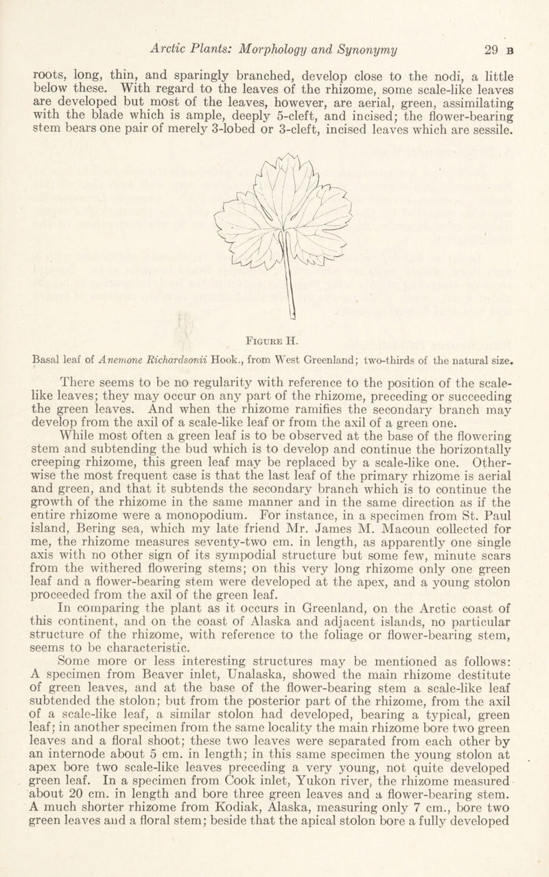 roots, long, thin, and sparingly branched, develop close to the nodi, a little below these. With regard to the leaves of the rhizome, some scale-like leaves are developed but most of the leaves, however, are aerial, green, assimilating with the blade which is ample, deeply 5-cleft, and incised; the flower-bearing stem bears one pair of merely 3-lobed or 3-cleft, incised leaves which are sessile. Figure H. Basal leaf of Anemone Richardsonii Hook., from West Greenland; two-thirds of the natural size. There seems to be no regularity with reference to the position of the scale¬ like leaves; they may occur on any part of the rhizome, preceding or succeeding the green leaves. And when the rhizome ramifies the secondary branch may develop from the axil of a scale-like leaf or from the axil of a green one. While most often a green leaf is to be observed at the base of the flowering stem and subtending the bud which is to develop and continue the horizontally creeping rhizome, this green leaf may be replaced by a scale-like one. Other¬ wise the most frequent case is that the last leaf of the primary rhizome is aerial and green, and that it subtends the secondary branch which is to continue the growth of the rhizome in the same manner and in the same direction as if the entire rhizome were a monopodium. For instance, in a specimen from St. Paul island, Bering sea, which my late friend Mr. James M. Macoun collected for me, the rhizome measures seventy-two cm. in length, as apparently one single axis with no other sign of its sympodial structure but some few, minute scars from the withered flowering stems; on this very long rhizome only one green leaf and a flower-bearing stem were developed at the apex, and a young stolon proceeded from the axil of the green leaf. In comparing the plant as it occurs in Greenland, on the Arctic coast of this continent, and on the coast of Alaska and adjacent islands, no particular structure of the rhizome, with reference to the foliage or flower-bearing stem, seems to be characteristic. Some more or less interesting structures may be mentioned as follows: A specimen from Beaver inlet, Unalaska, showed the main rhizome destitute of green leaves, and at the base of the flower-bearing stem a scale-like leaf subtended the stolon; but from the posterior part of the rhizome, from the axil of a scale-like leaf, a similar stolon had developed, bearing a typical, green leaf; in another specimen from the same locality the main rhizome bore two green leaves and a floral shoot; these two leaves were separated from each other by an internode about 5 cm. in length; in this same specimen the young stolon at apex bore two scale-like leaves preceding a very young, not quite developed green leaf. In a specimen from Cook inlet, Yukon river, the rhizome measured about 20 cm. in length and bore three green leaves and a flower-bearing stem. A much shorter rhizome from Kodiak, Alaska, measuring only 7 cm., bore two green leaves and a floral stem; beside that the apical stolon bore a fully developed