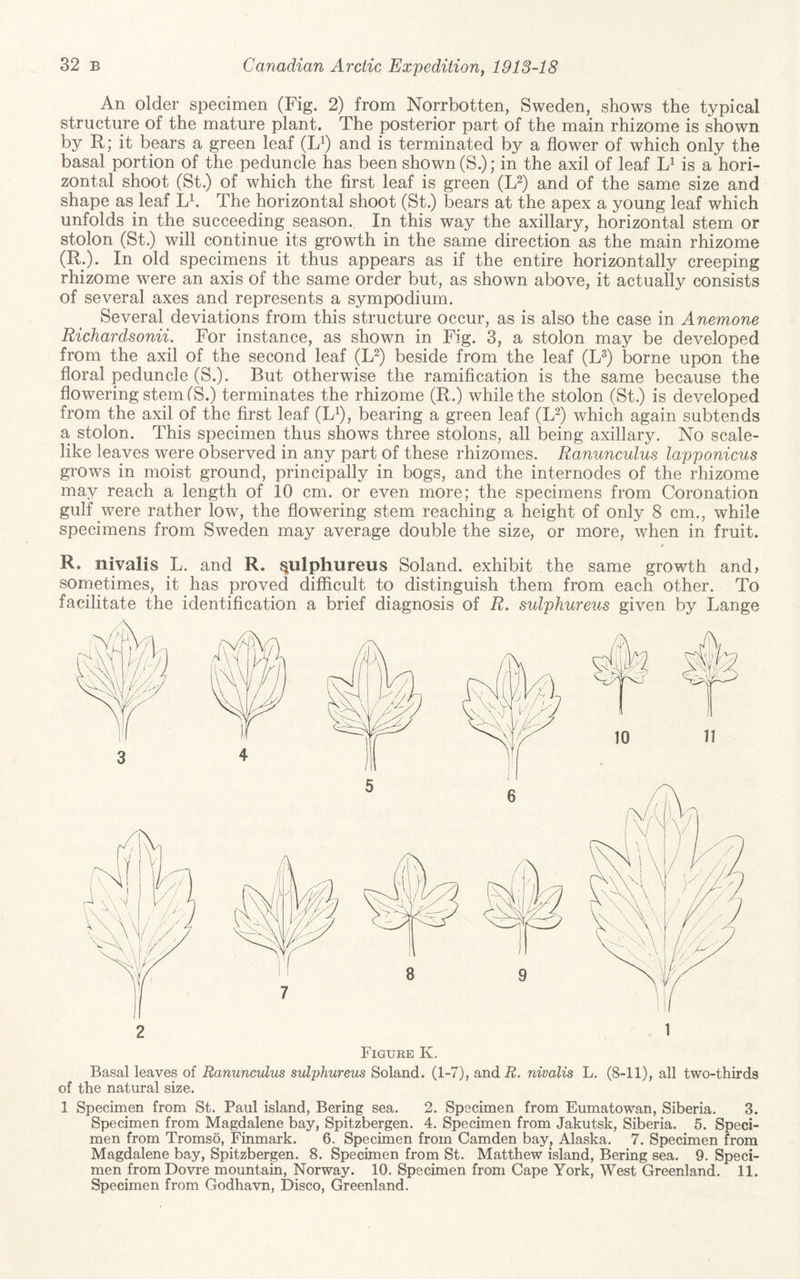 An older specimen (Fig. 2) from Norrbotten, Sweden, shows the typical structure of the mature plant. The posterior part of the main rhizome is shown by R; it bears a green leaf (L^) and is terminated by a flower of which only the basal portion of the peduncle has been shown (S.); in the axil of leaf is a hori¬ zontal shoot (St.) of which the first leaf is green (L^) and of the same size and shape as leaf L^. The horizontal shoot (St.) bears at the apex a young leaf which unfolds in the succeeding season. In this way the axillary, horizontal stem or stolon (St.) will continue its growth in the same direction as the main rhizome (R.). In old specimens it thus appears as if the entire horizontally creeping rhizome were an axis of the same order but, as shown above, it actually consists of several axes and represents a sympodium. Several deviations from this structure occur, as is also the case in Anemone Richardsonii. For instance, as shown in Fig. 3, a stolon may be developed from the axil of the second leaf (L^) beside from the leaf (L^) borne upon the floral peduncle (S.). But otherwise the ramification is the same because the flowering stem fS.) terminates the rhizome (R.) while the stolon (St.) is developed from the axil of the first leaf (L^), bearing a green leaf (L^) which again subtends a stolon. This specimen thus shows three stolons, all being axillary. No scale¬ like leaves were observed in any part of these rhizomes. Ranunculus lapponicus grows in moist ground, principally in bogs, and the internodes of the rhizome may reach a length of 10 cm. or even more; the specimens from Coronation gulf were rather low, the flowering stem reaching a height of only 8 cm., while specimens from Sweden may average double the size, or more, when in fruit. R. nivalis L. and R. ^ulphiireus Soland. exhibit the same growth and, sometimes, it has proved difficult to distinguish them from each other. To facilitate the identification a brief diagnosis of R. sulphureus given by Lange 1 Basal leaves of Ranunculus sulphureus Soland. (1-7), and R. nivalis L. (8-11), all two-thirds of the natural size. 1 Specimen from St. Paul island, Bering sea. 2. Specimen from Eumatowan, Siberia. 3. Specimen from Magdalene bay, Spitzbergen. 4. Specimen from Jakutsk, Siberia. 5. Speci¬ men from Tromso, Finmark. 6. Specimen from Camden bay, Alaska. 7. Specimen from Magdalene bay, Spitzbergen. 8. Specimen from St. Matthew island, Bering sea. 9. Speci¬ men fromDovre mountain, Norway. 10. Specimen from Cape York, West Greenland. 11. Specimen from Godhavn, Disco, Greenland.