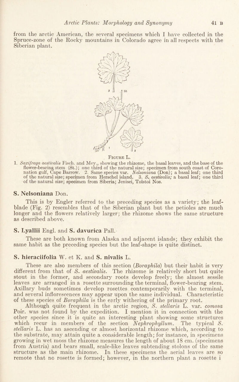 from the arctic American, the several specimens which I have collected in the Spruce-zone of the Rocky mountains in Colorado agree in all respects with the Siberian plant. 1. Saxifraga aestivalis Fisch. and Mey., showing the rhizome, the basal leaves, and the base of the flower-bearing stem (St.); one third of the natural size; specimen from south coast of Coro¬ nation gulf, Cape Barrow. 2. Same species var. Nelsoniana (Don); a basal leaf; one third of the natural size; specimen from Herschel island. 3. S. aestivalis; a basal leaf; one third of the natural size; specimen from Siberia; Jenisei, Tolstoi Nos. S. Nelsoniana Don. This is by Engler referred to the preceding species as a variety; the leaf- blade (Fig. 2) resembles that of the Siberian plant but the petioles are much longer and the flowers relatively larger; the rhizome shows the same structure as described above. S. Lyallii Engl, and S. davurica Pall. These are both known from Alaska and adjacent islands; they exhibit the same habit as the preceding species but the leaf-shape is quite distinct. S. hieraciifolia W. et K. and S. nivalis L. These are also members of this section (BorapMld) but their habit is very different from that of S. aestivalis. The rhizome is relatively short but quite stout in the former, and secondary roots develop freely; the almost sessile leaves are arranged in a rosette surrounding the terminal, flower-bearing stem. Axillary buds sometimes develop rosettes contemporarily with the terminal, and several inflorescences may appear upon the same individual. Characteristic of these species of Boraphila is the early withering of the primary root. Although quite frequent in the arctic region, S. stellaris L. var. comosa Poir. was not found by the expedition. I mention it in connection with the other species since it is quite an interesting plant showing some structures which recur in members of the section Nephrophyllum. The typical S. stellaris L. has an ascending or almost horizontal rhizome which, according to the substrate, may attain quite a considerable length; for instance, in specimens growing in wet moss the rhizome measures the length of about 18 cm. (specimens from Austria) and bears small, scale-like leaves subtending stolons of the same structure as the main rhizome. In these specimens the aerial leaves are so remote that no rosette is formed; however, in the northern plant a rosette i