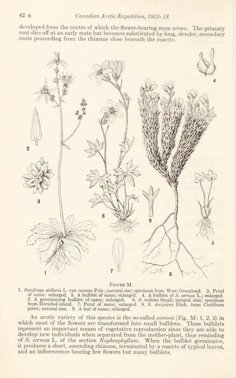 dsvGloped from tho centre of which the flower-bearing stem arises. The primary root dies off at an early state but becomes substituted by long, slender, secondary roots proceeding from the rhizome close beneath the rosette. Figure M. 1. Saxifraga stellaris L. var. comosa Poir.; natural size; specimen from West Greenland. 2. Petal of same; enlarged. 3. A bulblet of same; enlarged. 4. A bulblet of S. cernua L.; enlarged. 5. A germinating bulblet of same; enlarged. 6. S. radiaia Small; natural size; specimen from Herschel island. 7. Petal of same; enlarged. 8. S. decipiens Eta'll, from Cockburn point; natural size. 9. A leaf of same; enlarged. An arctic variety of this species is the so-called comosa (Fig. M: 1, 2, 3) in which most of the flowers are transformed into small bulblets. These bulblets represent an important means of vegetative reproduction since they are able to develop new individuals when separated from the mother-plant, thus reminding of S. cernua L. of the section Nephrophyllum. When the bulblet germinates, it produces a short, ascending rhizome, terminated by a rosette of typical leaves, and an inflorescence bearing few flowers but many bulblets.