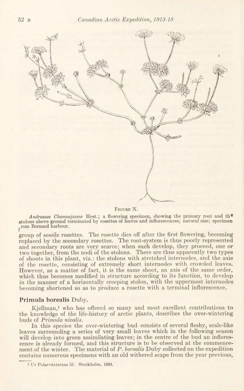 Figure N. Androsace Chamaejasme Host.; stolons above ground terminated by rom Bernard harbour. f a flowering specimen, showing the primary root and th® rosettes of leaves and inflorescences; natural size; specimen group of sessile rosettes. The rosette dies off after the first flowering, becoming replaced by the secondary rosettes. The root-system is thus poorly represented and secondary roots are very scarce; when such develop, they proceed, one or two together, from the nodi of the stolons. There are thus apparently two types of shoots in this plant, viz.: the stolons with stretched internodes, and the axis of the rosette, consisting of extremely short internodes with crowded leaves. However, as a matter of fact, it is the same shoot, an axis of the same order, which thus becomes modified in structure according to its function, to develop in the manner of a horizontally creeping stolon, with the uppermost internodes becoming shortened so as to produce a rosette with a terminal inflorescence. Primula borealis Duby. Kjellman,^ who has offered so many and most excellent contributions to the knowledge of the life-history of arctic plants, describes the over-wintering buds of Primula nivalis. In this species the over-wintering bud consists of several fleshy, scale-like leaves surrounding a series of very small leaves which in the following season will develop into green assimilating leaves; in the centre of the bud an inflores¬ cence is already formed, and this structure is to be observed at the commence¬ ment of the winter. The material of P. borealis Duby collected on the expedition contains numerous specimens with an old withered scape from the year previous, 1 Ur Polarvaxternas lif. Stockholm, 1884.