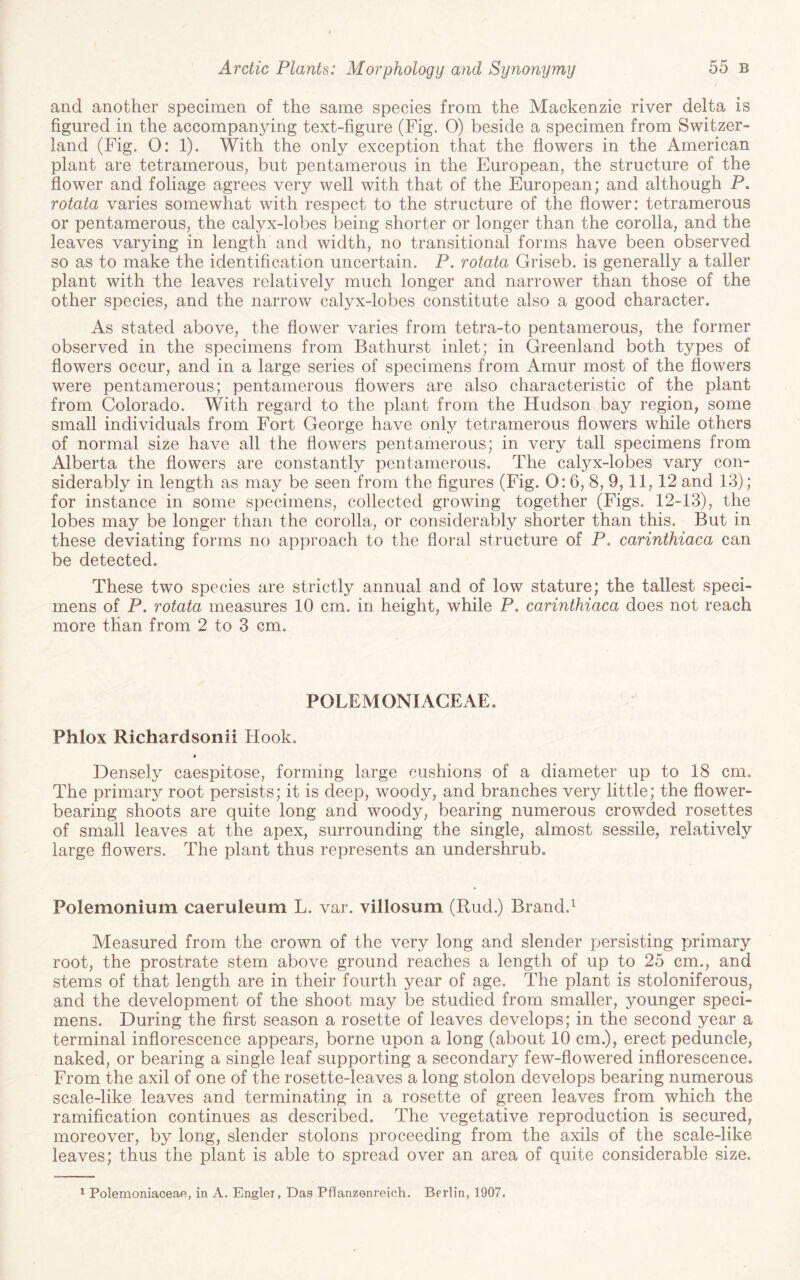 and another specimen of the same species from the Mackenzie river delta is figured in the accompanying text-figure (Fig. 0) beside a specimen from Switzer¬ land (Fig. 0: 1). With the only exception that the flowers in the American plant are tetramerous, but pentamerous in the European, the structure of the flower and foliage agrees very well with that of the European; and although P. rotata varies somewhat with respect to the structure of the flower: tetramerous or pentamerous, the calyx-lobes being shorter or longer than the corolla, and the leaves varying in length and width, no transitional forms have been observed so as to make the identification uncertain. P. rotata Griseb. is generally a taller plant with the leaves relatively much longer and narrower than those of the other species, and the narrow calyx-lobes constitute also a good character. As stated above, the flower varies from tetra-to pentamerous, the former observed in the specimens from Bathurst inlet; in Greenland both types of flowers occur, and in a large series of specimens from Amur most of the flowers were pentamerous; pentamerous flowers are also characteristic of the plant from Colorado. With regard to the plant from the Hudson bay region, some small individuals from Fort George have only tetramerous flowers while others of normal size have all the flowers pentamerous; in very tall specimens from Alberta the flowers are constantly pentamerous. The calyx-lobes vary con¬ siderably in length as may be seen from the figures (Fig. 0: 6, 8, 9,11, 12 and 13); for instance in some specimens, collected growing together (Figs. 12-13), the lobes may be longer than the corolla, or considerably shorter than this. But in these deviating forms no approach to the floral structure of P. carinthiaca can be detected. These two species are strictly annual and of low stature; the tallest speci¬ mens of P. rotata measures 10 cm. in height, while P. carinthiaca does not reach more than from 2 to 3 cm. POLEMONIACEAE. Phlox Richardsonii Hook. * Densely caespitose, forming large cushions of a diameter up to 18 cm. The primary root persists; it is deep, woody, and branches very little; the flower¬ bearing shoots are quite long and woody, bearing numerous crowded rosettes of small leaves at the apex, surrounding the single, almost sessile, relatively large flowers. The plant thus represents an undershrub. Polemonium caeruleum L. var. villosum (Rud.) Brand.^ Measured from the crown of the very long and slender persisting primary root, the prostrate stem above ground reaches a length of up to 25 cm., and stems of that length are in their fourth year of age. The plant is stoloniferous, and the development of the shoot may be studied from smaller, younger speci¬ mens. During the first season a rosette of leaves develops; in the second year a terminal inflorescence appears, borne upon a long (about 10 cm.), erect peduncle, naked, or bearing a single leaf supporting a secondary few-flowered inflorescence. From the axil of one of the rosette-leaves a long stolon develops bearing numerous scale-like leaves and terminating in a rosette of green leaves from which the ramification continues as described. The vegetative reproduction is secured, moreover, by long, slender stolons proceeding from the axils of the scale-like leaves; thus the plant is able to spread over an area of quite considerable size. * Polemoniaceae, in A. Engler, Das Pflanzenreich. Berlin, 1907.