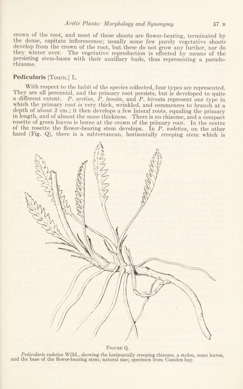 crown of the root, and most of these shoots are flower-bearing, terminated by the dense, capitate inflorescence; usually some few purely vegetative shoots develop from the crown of the root, but these do not grow any further, nor do they winter over. The^ vegetative reproduction is effected by means of the persisting stem-bases with their auxiliary buds, thus representing a pseudo¬ rhizome. Pedicularis [Tourn.] L. With respect to the habit of the species collected, four types are represented. They are all perennial, and the primary root persists, but is developed to quite a different extent. P. arctica, P. lanata, and P. hirsuta represent one type in which the primary root is very thick, wrinkled, and commences to branch at a depth of about 2 cm.; it then develops a few lateral roots, equaling the primary in length, and of almost the same thickness. There is no rhizome, and a compact rosette of green leaves is borne at the crown of the primary root. In the centre of the rosette the flower-bearing stem develops. In P. sudetica, on the other hand (Fig. Q), there is a subterranean, horizontally creeping stem which is Pedicularis sudetica Willd., showing the horizontally creeping rhizome, a stolon, some leaves, and the base of the flower-bearing stem; natural size; specimen from Camden bay.