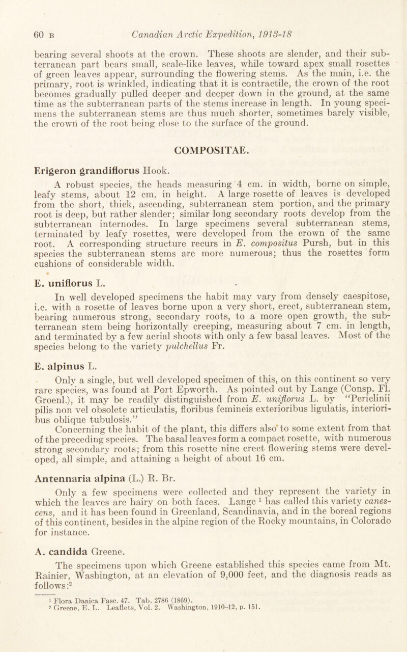 bearing several shoots at the crown. These shoots are slender, and their sub¬ terranean part bears small, scale-like leaves, while toward apex small rosettes of green leaves appear, surrounding the flowering stems. As the main, i.e. the primary, root is wrinkled, indicating that it is contractile, the crown of the root becomes gradually pulled deeper and deeper down in the ground, at the same time as the subterranean parts of the stems increase in length. In young speci¬ mens the subterranean stems are thus much shorter, sometimes barely visible, the crown of the root being close to the surface of the ground. GOMPOSITAE. Erigeron grandiflorus Hook. A robust species, the heads measuring 4 cm. in width, borne on simple, leafy stems, about 12 cm. in height. A large rosette of leaves is developed from the short, thick, ascending, subterranean stem portion, and the primary root is deep, but rather slender; similar long secondary roots develop from the subterranean internodes. In large specimens several subterranean stems, terminated by leafy rosettes, were developed from the crown of the sanie root. A corresponding structure recurs in E. compositus Pursh, but in this species the subterranean stems are more numerous; thus the rosettes form cushions of considerable width. E. uniflorus L. In well developed specimens the habit may vary from densely caespitose, i.e. with a rosette of leaves borne upon a very short, erect, subterranean stem, bearing numerous strong, secondary roots, to a more open growth, the sub¬ terranean stem being horizontally creeping, measuring about 7 cm. in length, and terminated by a few aerial shoots with only a few basal leaves. Most of the species belong to the variety pulchellus Fr. E. alpinus L. Only a single, but well developed specimen of this, on this continent so very rare species, was found at Port Epworth. As pointed out by 'Lange (Consp. FL GroenL), it may be readily distinguished from E. uniflorus L. by ^ ^‘Periclinii pilis non vel obsolete articulatis, floribus femineis exterioribus ligulatis, interiori- bus oblique tubulosis.’’ Concerning the habit of the plant, this differs also to some extent from that of the preceding species. The basal leaves form a compact rosette, with numerous strong secondary roots; from this rosette nine erect flowering stems were devel¬ oped, all simple, and attaining a height of about 16 cm. Antennaria alpina (L.) R. Br. Only a few specimens were collected and they represent the variety in which the leaves are hairy on both faces. Lange ^ has called this variety canes- cens, and it has been found in Greenland, Scandinavia, and in the boreal regions of this continent, besides in the alpine region of the Rocky mountains, in Colorado for instance. A. Candida Greene. The specimens upon which Greene established this species came from Mt. Rainier, Washington, at an elevation of 9,000 feet, and the diagnosis reads as follows:^ 1 Flora Danica Fasc. 47. Tab. 2786 (1869). 5’ Greene, E. L. Leaflets, Vol. 2. Washington, 1910-12, p. 151.