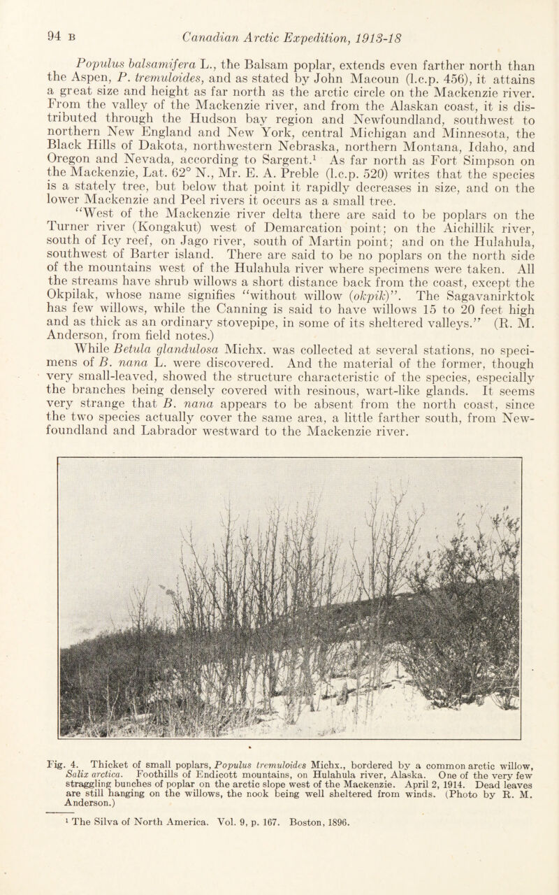 Popidus balsaniifera L., the Balsam poplar, extends even farther north than the Aspen, P. treniuloides, and as stated by John Macoun (l.c.p. 456), it attains a great size and height as far north as the arctic circle on the Mackenzie river. From the valley of the Mackenzie river, and from the Alaskan coast, it is dis¬ tributed through the Hudson bay region and Newfoundland, southwest to northern New England and New York, central Michigan and Minnesota, the Black Hills of Dakota, northwestern Nebraska, northern Montana, Idaho, and Oregon and Nevada, according to Sargent.^ As far north as Fort Simpson on the Mackenzie, Lat. 62° N., Mr. E. A. Preble (l.c.p. 520) writes that the species is a stately tree, but below that point it rapidly decreases in size, and on the lower Mackenzie and Peel rivers it occurs as a small tree. ^^West of the Mackenzie river delta there are said to be poplars on the Turner river (Kongakut) west of Demarcation point; on the Aichillik river, south of Icy reef, on Jago river, south of Martin point; and on the Hulahula, southwest of Barter island. There are said to be no poplars on the north side of the mountains west of the Hulahula river where specimens were taken. All the streams have shrub willows a short distance back from the coast, except the Okpilak, whose name signifies ^Vithout willow (okpik)”. The Sagavanirktok has few willows, while the Canning is said to have willows 15 to 20 feet high and as thick as an ordinary stovepipe, in some of its sheltered valleys.’^ (R. M. Anderson, from field notes.) While Betula glandulosa Alichx. was collected at several stations, no speci¬ mens of B. nana L. were discovered. And the material of the former, though very small-leaved, showed the structure characteristic of the species, especially the branches being densely covered with resinous, wart-like glands. It seems very strange that B. nana appears to be absent from the north coast, since the two species actually cover the same area, a little farther south, from New¬ foundland and Labrador westward to the Mackenzie river. Fig. 4. Thicket of small poplars, Populus tremuloides Michx., bordered by a common arctic willow, Salix arctica. Foothills of Endicott mountains, on Hulahula river, Alaska. One of the very few straggling bunches of poplar on the arctic slope west of the Mackenzie. April 2, 1914. Dead leaves are still hanging on the willows, the nook being well sheltered from winds. (Photo by R. M. Anderson.)