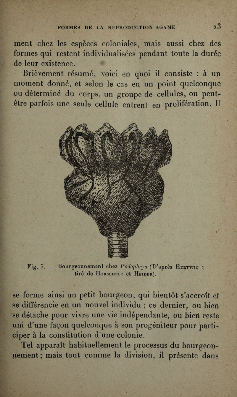 ment chez les espèces coloniales, mais aussi chez des formes qui restent individualisées pendant toute la durée de leur existence. Brièvement résumé, voici en quoi il consiste : à un moment donné, et selon le cas en un point quelconque ou déterminé du corps, un groupe de cellules, ou peut- être parfois une seule cellule entrent en prolifération. Il Fig. 5, — Bourgeonnement chez Podophrya (D’après Hertwig ; tiré de Horschelt et Heider). se forme ainsi un petit bourgeon, qui bientôt s’accroît et se différencie en un nouvel individu ; ce dernier^ ou bien se détache pour vivre une vie indépendante, ou bien reste uni d’une façon quelconque à son progéniteur pour parti- ciper à la constitution d’une colonie. Tel apparaît habituellement le processus du bourgeon- nement; mais tout comme la division, il présente dans