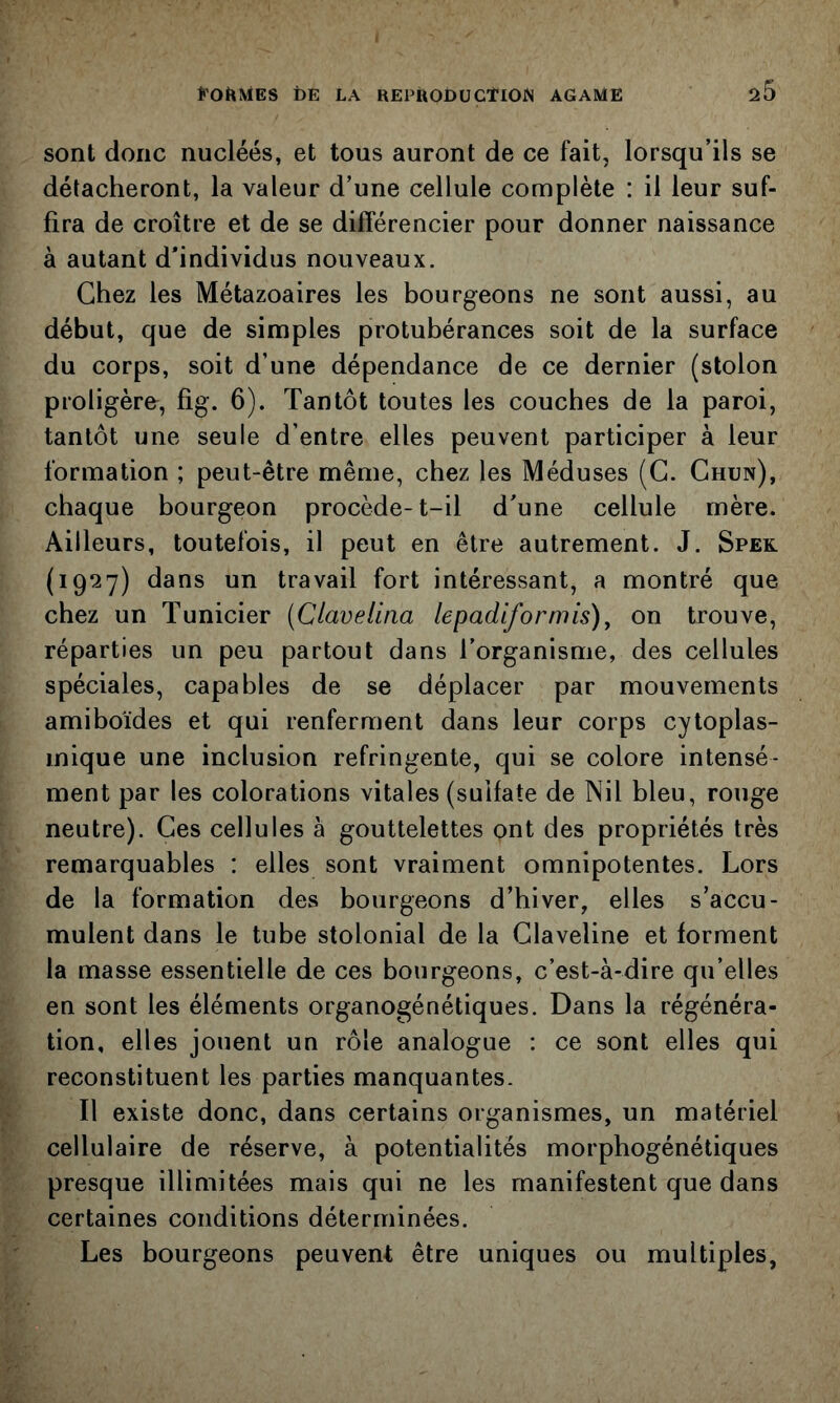 sont donc nucléés, et tous auront de ce fait, lorsqu’ils se détacheront, la valeur d’une cellule complète : il leur suf- fira de croître et de se différencier pour donner naissance à autant d’individus nouveaux. Chez les Métazoaires les bourgeons ne sont aussi, au début, que de simples protubérances soit de la surface du corps, soit d’une dépendance de ce dernier (stolon proligère, fig. 6). Tantôt toutes les couches de la paroi, tantôt une seule d’entre elles peuvent participer à leur formation ; peut-être même, chez les Méduses (G. Ghun), chaque bourgeon procède-t-il d’une cellule mère. Ailleurs, toutefois, il peut en être autrement. J. Sper (1927) dans un travail fort intéressant, a montré que chez un Tunicier (Clavelina lepadiformis)^ on trouve, réparties un peu partout dans l’organisme, des cellules spéciales, capables de se déplacer par mouvements amiboïdes et qui renferment dans leur corps cytoplas- mique une inclusion réfringente, qui se colore intensé- ment par les colorations vitales (sulfate de Nil bleu, rouge neutre). Ges cellules à gouttelettes ont des propriétés très remarquables : elles sont vraiment omnipotentes. Lors de la formation des bourgeons d’hiver, elles s’accu- mulent dans le tube stolonial de la Glaveline et forment la masse essentielle de ces bourgeons, c’est-à-dire qu’elles en sont les éléments organogénétiques. Dans la régénéra- tion, elles jouent un rôle analogue : ce sont elles qui reconstituent les parties manquantes. Il existe donc, dans certains organismes, un matériel cellulaire de réserve, à potentialités morphogénétiques presque illimitées mais qui ne les manifestent que dans certaines conditions déterminées. Les bourgeons peuvent être uniques ou multiples,