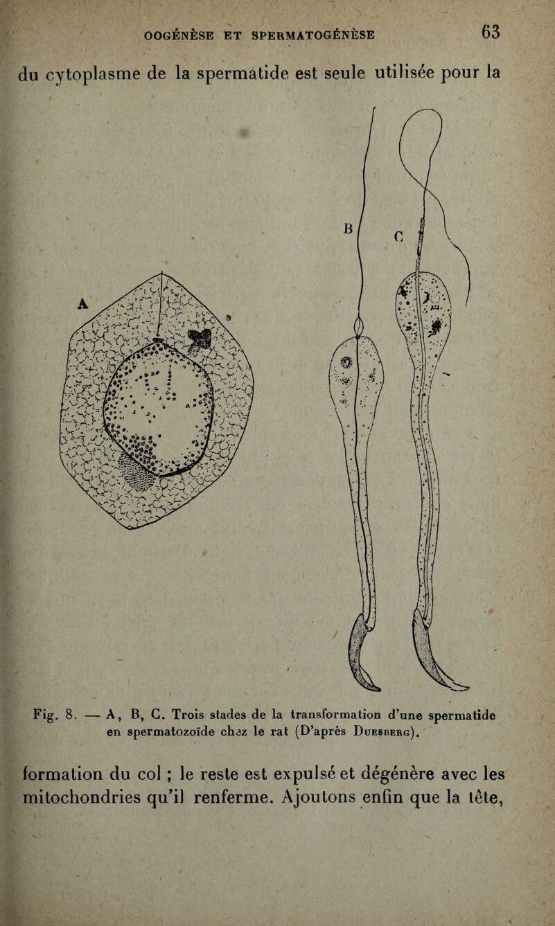 du cytoplasme de la spermatide est seule utilisée pour la Fig. 8. — A, B, G. Trois stades de la transformation d’une spermatide en spermatozoïde chez le rat (D’après Duesberg). formation du col ; le reste est expulsé et dégénère avec les mitochondries qu’il renferme. Ajoutons enfin que la tête,