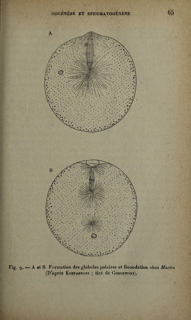 Fig- 9* — A et B Formation des globules polaires et fécondation chez Mactra (P’après Kostanegki ; tiré de Godlewski).