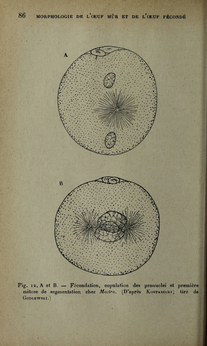 Fig. 12, A et B. — Fécondation, copulation des pronuclei et première mitose de segmentation chez Mactra. (D’après Kostanecki; tiré de, Godlewski.)