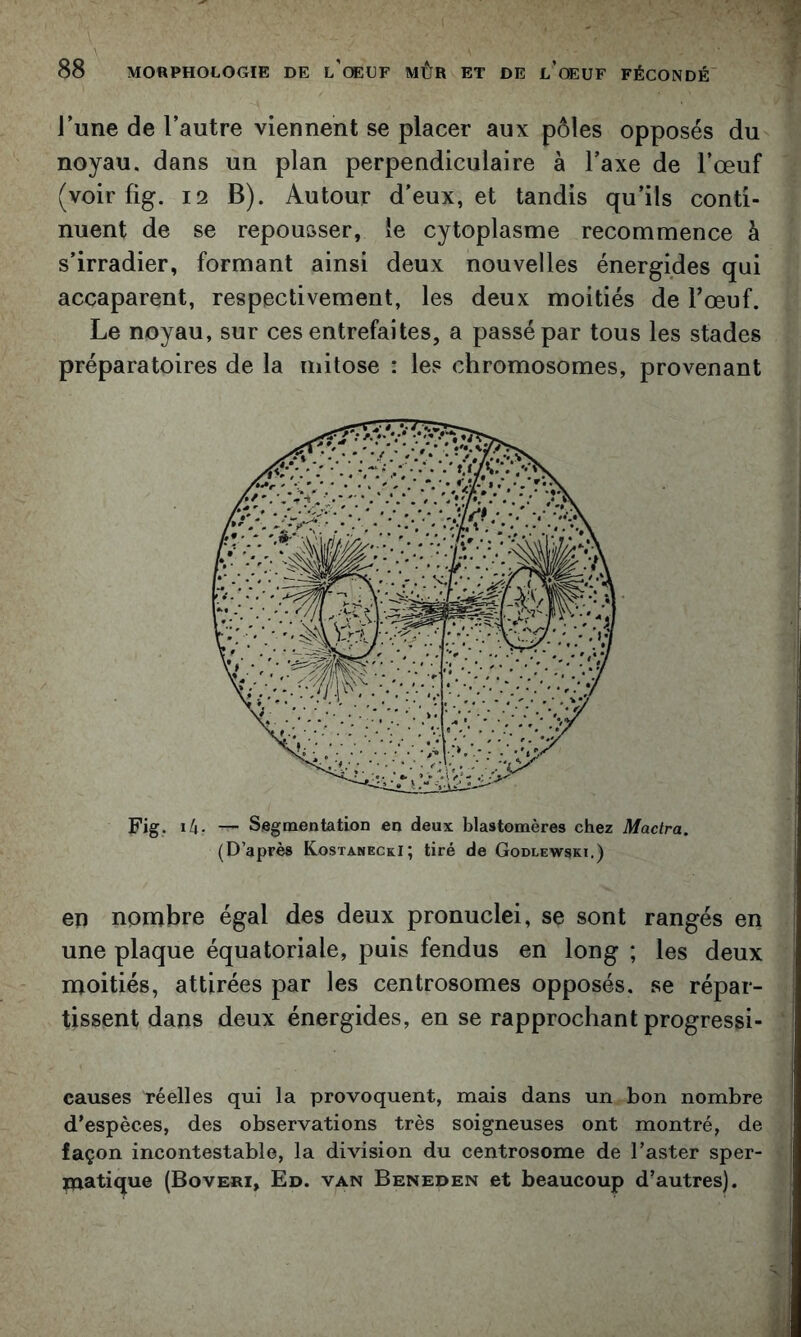 l’une de l’autre viennent se placer aux pôles opposés du noyau, dans un plan perpendiculaire à l’axe de l’œuf (voir fig. 12 B). Autour d’eux, et tandis qu’ils conti- nuent de se repousser, le cytoplasme recommence à s’irradier, formant ainsi deux nouvelles énergides qui accaparent, respectivement, les deux moitiés de l’œuf. Le noyau, sur ces entrefaites, a passé par tous les stades préparatoires de la mitose : les chromosomes, provenant Fig. i4r — Segmentation en deux blastomères chez Mactra. (D’aprèa Kostanecki; tiré de Godlewski.) en nombre égal des deux pronuclei, se sont rangés en une plaque équatoriale, puis fendus en long ; les deux moitiés, attirées par les centrosomes opposés, se répar- tissent dans deux énergides, en se rapprochant progressi- causes réelles qui la provoquent, mais dans un bon nombre d’espèces, des observations très soigneuses ont montré, de façon incontestable, la division du centrosome de l’aster sper- matique (Boveri, Ed. van Beneden et beaucoup d’autres).