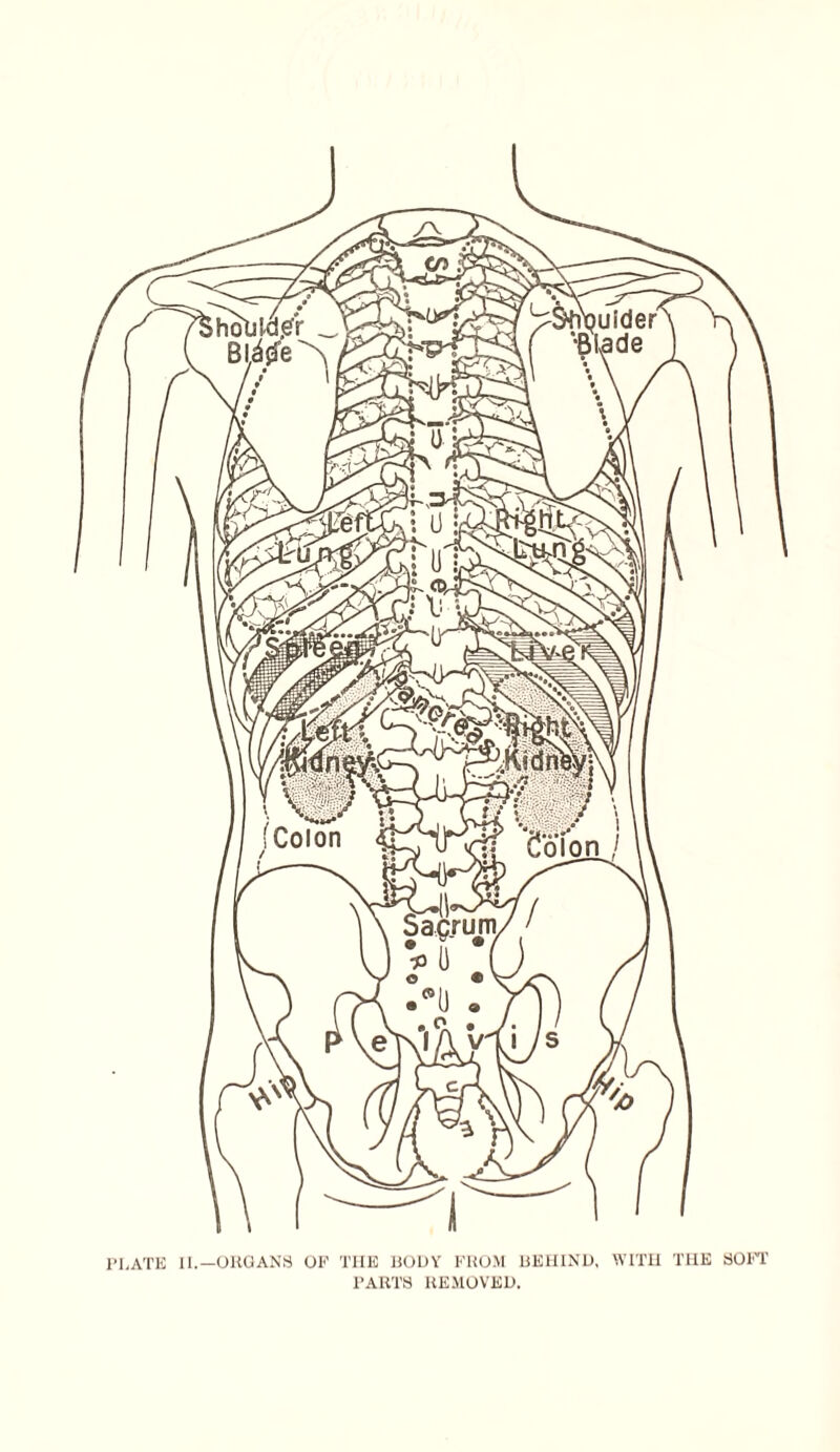 PLATE 11.—ORGANS OF THE BODY FROM BEHIND, WITH THE SOFT PARTS REMOVED.