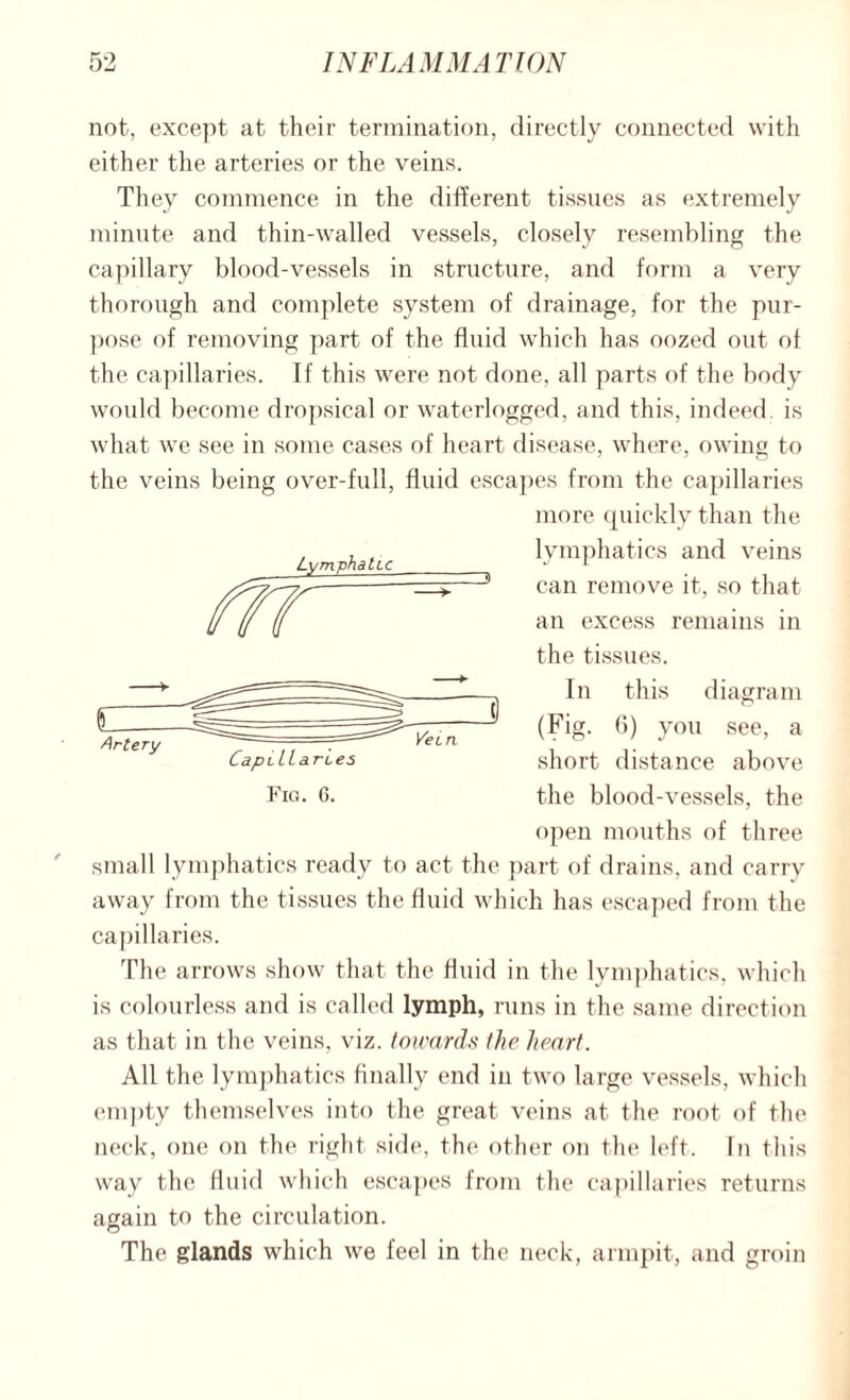 not, except at their termination, directly connected with either the arteries or the veins. They commence in the different tissues as extremely minute and thin-walled vessels, closely resembling the capillary blood-vessels in structure, and form a very thorough and complete system of drainage, for the pur¬ pose of removing part, of the fluid which has oozed out of the capillaries. If this were not done, all parts of the body would become dropsical or waterlogged, and this, indeed, is what we see in some cases of heart disease, where, owing to the veins being over-full, fluid escapes from the capillaries more quickly than the lymphatics and veins can remove it, so that an excess remains in the tissues. In this diagram (Fig. 6) you see, a short distance above the blood-vessels, the open mouths of three small lymphatics ready to act the part of drains, and carry away from the tissues the fluid which has escaped from the capillaries. The arrows show that the fluid in the lymphatics, which is colourless and is called lymph, runs in the same direction as that in the veins, viz. towards the heart. All the lymphatics finally end in two large vessels, which empty themselves into the great veins at the root of the neck, one on the right side, the other on the left. In this way the fluid which escapes from the capillaries returns again to the circulation. The glands which we feel in the neck, armpit, and groin Fig. 6.