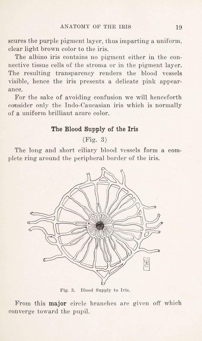 scures the purple pigment layer, thus imparting a uniform, clear light brown color to the iris. The albino iris contains no pigment either in the con¬ nective tissue cells of the stroma or in the pigment layer. The resulting transparency renders the blood vessels visible, hence the iris presents a delicate pink appear¬ ance. For the sake of avoiding confusion we will henceforth consider only the Indo-Caucasian iris which is normally of a uniform brilliant azure color. The Blood Supply of the Iris (Fig. 3) The long and short ciliary blood vessels form a com¬ plete ring around the peripheral border of the iris. From this major circle branches are given off which converge toward the pupil.
