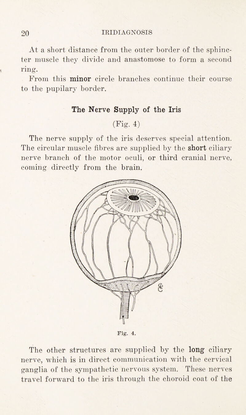 At a short distance from the outer border of the sphinc¬ ter muscle they divide and anastomose to form a second ring. From this minor circle branches continue their course to the pupilary border. The Nerve Supply of the Iris (Fig. 4) The nerve supply of the iris deserves special attention. The circular muscle fibres are supplied by the short ciliary nerve branch of the motor oculi, or third cranial nerve, coming directly from the brain. The other structures are supplied by the long ciliary nerve, which is in direct communication with the cervical ganglia of the sympathetic nervous system. These nerves travel forward to the iris through the choroid coat of the