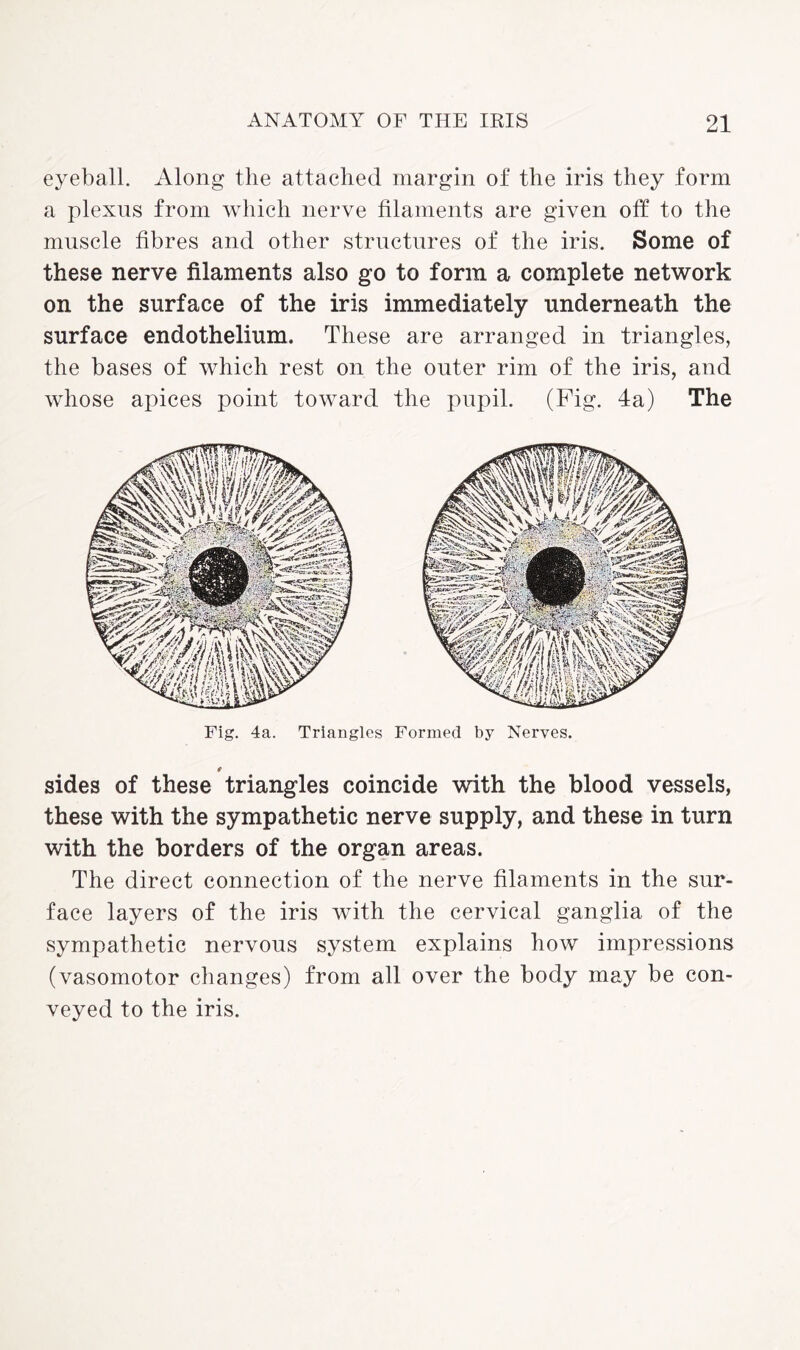eyeball. Along the attached margin of the iris they form a plexus from which nerve filaments are given off to the muscle fibres and other structures of the iris. Some of these nerve filaments also go to form a complete network on the surface of the iris immediately underneath the surface endothelium. These are arranged in triangles, the bases of which rest on the outer rim of the iris, and whose apices point toward the pupil. (Fig. 4a) The Fig. 4a. Triangles Formed by Nerves. sides of these triangles coincide with the blood vessels, these with the sympathetic nerve supply, and these in turn with the borders of the organ areas. The direct connection of the nerve filaments in the sur¬ face layers of the iris with the cervical ganglia of the sympathetic nervous system explains how impressions (vasomotor changes) from all over the body may be con¬ veyed to the iris.