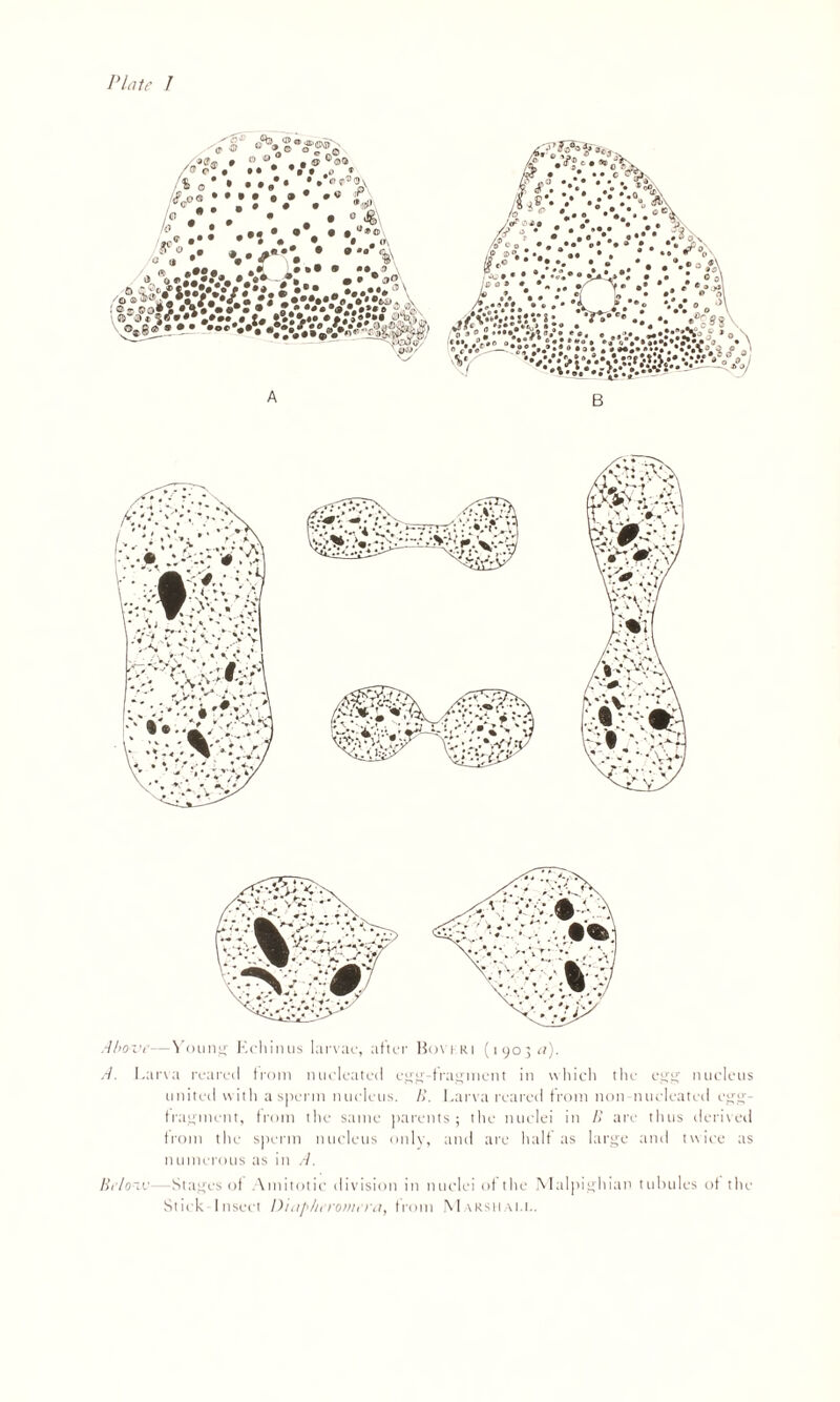 Above—Young Kehinus larvae, after Bovkri (1903 a). A. Larva reared from nucleated egg-fragment in which the egg nucleus united with a sperm nucleus. B. Larva reared from non nucleated egg- fragment, from the same parents; the nuclei in B are thus derived from the sperm nucleus only, and are half as large and twice as numerous as in A. Below- Stages of Amitotic division in nuclei of the Malpighian tubules of the Stick Insect Dinpheromeea, from Marshall.