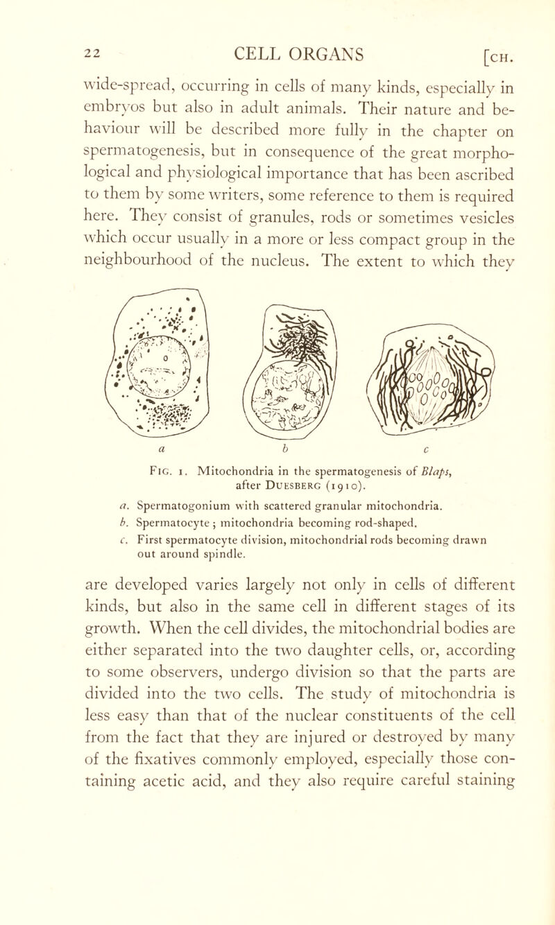 wide-spread, occurring in cells of many kinds, especially in embryos but also in adult animals. Their nature and be- haviour will be described more fully in the chapter on spermatogenesis, but in consequence of the great morpho- logical and physiological importance that has been ascribed to them by some writers, some reference to them is required here. They consist of granules, rods or sometimes vesicles which occur usually in a more or less compact group in the neighbourhood of the nucleus. The extent to which they Fig. i. Mitochondria in the spermatogenesis of Blaps, after Duesberg (1910). a. Spermatogonium with scattered granular mitochondria. b. Spermatocyte ; mitochondria becoming rod-shaped. c. First spermatocyte division, mitochondrial rods becoming drawn out around spindle. are developed varies largely not only in cells of different kinds, but also in the same cell in different stages of its growth. When the cell divides, the mitochondrial bodies are either separated into the two daughter cells, or, according to some observers, undergo division so that the parts are divided into the two cells. The study of mitochondria is less easy than that of the nuclear constituents of the cell from the fact that they are injured or destroyed by many of the fixatives commonly employed, especially those con- taining acetic acid, and they also require careful staining