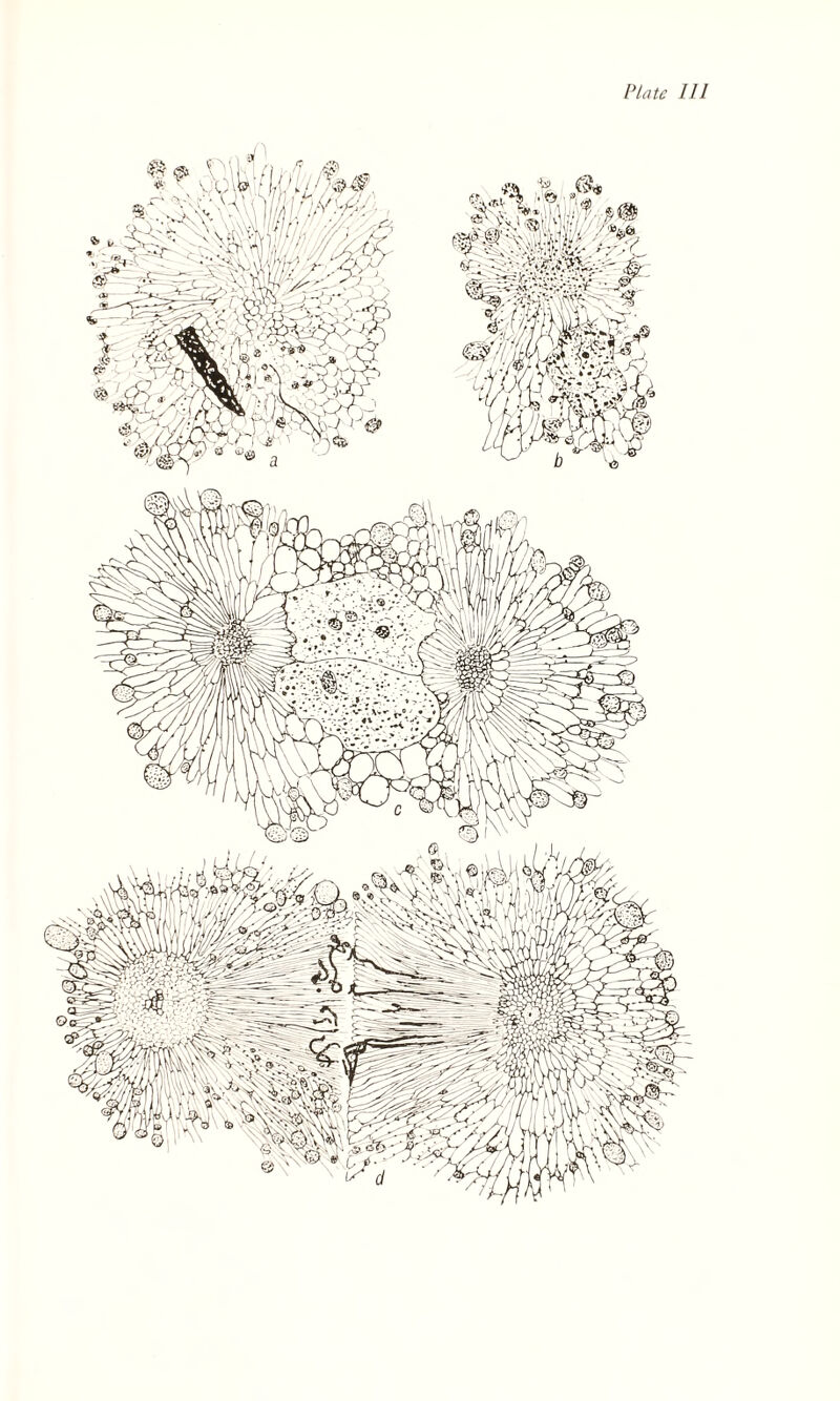 Plate 111