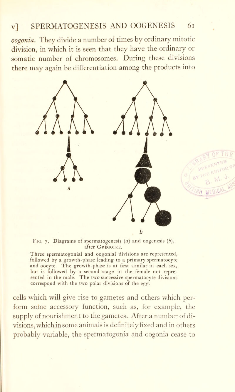 oogonia. They divide a number of times by ordinary mitotic division, in which it is seen that they have the ordinary or somatic number of chromosomes. During these divisions there may again be differentiation among the products into b Fig. 7. Diagrams of spermatogenesis (a) and oogenesis (b), after Gregoire. Three spermatogonial and oogonial divisions are represented, followed by a growth-phase leading to a primary spermatocyte and oocyte. The growth-phase is at first similar in each sex, but is followed by a second stage in the female not repre- sented in the male. The two successive spermatocyte divisions correspond with the two polar divisions of the egg. cells which will give rise to gametes and others which per- form some accessory function, such as, for example, the supply of nourishment to the gametes. After a number of di- visions, which in some animals is definitely fixed and in others probably variable, the spermatogonia and oogonia cease to