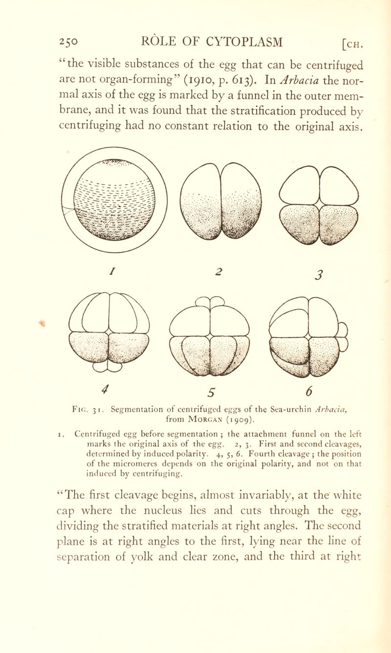 “the visible substances of the egg that can be centrifuged are not organ-forming” (1910, p. 613). In Arbacia the nor- mal axis of the egg is marked by a funnel in the outer mem- brane, and it was found that the stratification produced by centrifuging had no constant relation to the original axis. Fir;. 31. Segmentation ot centrifuged eggs of the Sea-urchin Arbacia, from Morgan (1909). 1. Centrifuged egg before segmentation ; the attachment funnel on the left marks the original axis of the egg. 2, 3. First and second cleavages, determined by induced polarity. 4, 5, 6. Fourth cleavage ; the position of the micromeres depends on the original polarity, and not on that induced by centrifuging. “The first cleavage begins, almost invariably, at the white cap where the nucleus lies and cuts through the egg, dividing the stratified materials at right angles. The second plane is at right angles to the first, lying near the line of separation of yolk and clear zone, and the third at right