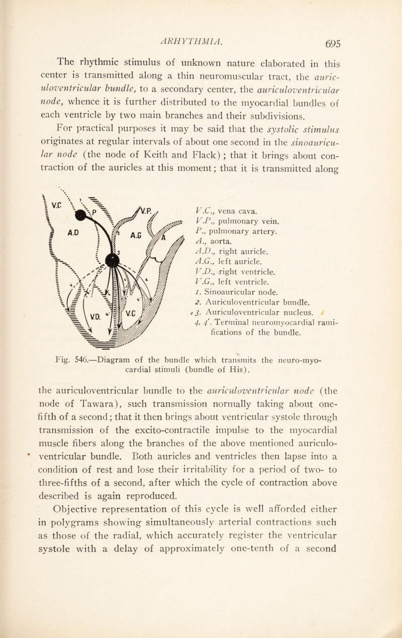 The rhythmic stimulus of unknown nature elaborated in this center is transmitted along a thin neuromuscular tract, the auric- uloventricular bundle, to a secondary center, the auriculoventricular node, whence it is further distributed to the myocardial bundles of each ventricle by two main branches and their subdivisions. For practical purposes it may be said that the systolic stimulus originates at regular intervals of about one second in the sinoauricu- lar node (the node of Keith and Flack) ; that it brings about con¬ traction of the auricles at this moment ; that it is transmitted along V.C., vena cava. V.P., pulmonary vein. P., pulmonary artery. A., aorta. A.D., right auricle. A.G., left auricle. V.D., right ventricle. V.G., left ventricle. 1. Sinoauricular node. 2. Auriculoventricular bundle. 13. Auriculoventricular nucleus. 4, 4'. Terminal neuromyocardial rami¬ fications of the bundle. Fig. 546.—Diagram of the bundle which transmits the neuro-myo- cardial stimuli (bundle of His). the auriculoventricular bundle to the auriculoventricular node (the node of Tawara), such transmission normally taking about one- fifth of a second ; that it then brings about ventricular systole through transmission of the excito-contractile impulse to the myocardial muscle fibers along the branches of the above mentioned auriculo¬ ventricular bundle. Both auricles and ventricles then lapse into a condition of rest and lose their irritability for a period of two- to three-fifths of a second, after which the cycle of contraction above described is again reproduced. Objective representation of this cycle is well afforded either in polygrams showing simultaneously arterial contractions such as those of the radial, which accurately register the ventricular systole with a delay of approximately one-tenth of a second