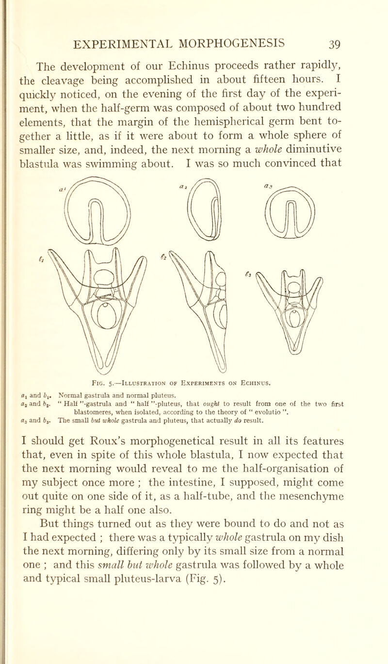 The development of our Echinus proceeds rather rapidly, the cleavage being accomplished in about fifteen hours. I quickly noticed, on the evening of the first day of the experi- ment, when the half-germ was composed of about two hundred elements, that the margin of the hemispherical germ bent to- gether a little, as if it were about to form a whole sphere of smaller size, and, indeed, the next morning a whole diminutive blastula was swimming about. I was so much convinced that al and it. Normal gastrula and normal pluteus. fla and b3. “ Half ’’-gastrula and “ half ’’-pluteus, that ought to result from one of the two first blastomeres, when isolated, according to the theory of “ evolutio ”, a3 and b3. The small but tvhole gastrula and pluteus, that actually do result. I should get Roux’s morphogenetical result in all its features that, even in spite of this whole blastula, I now expected that the next morning would reveal to me the half-organisation of my subject once more ; the intestine, I supposed, might come out quite on one side of it, as a half-tube, and the mesenchyme ring might be a half one also. But things turned out as they were bound to do and not as I had expected ; there was a typically whole gastrula on my dish the next morning, differing only by its small size from a normal one ; and this small but whole gastrula was followed by a whole and typical small pluteus-larva (Fig. 5).