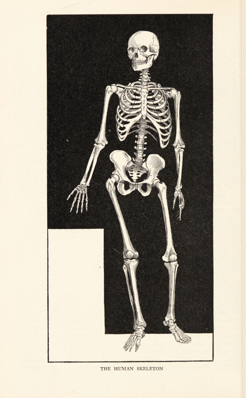 THE HUMAN SKELETON