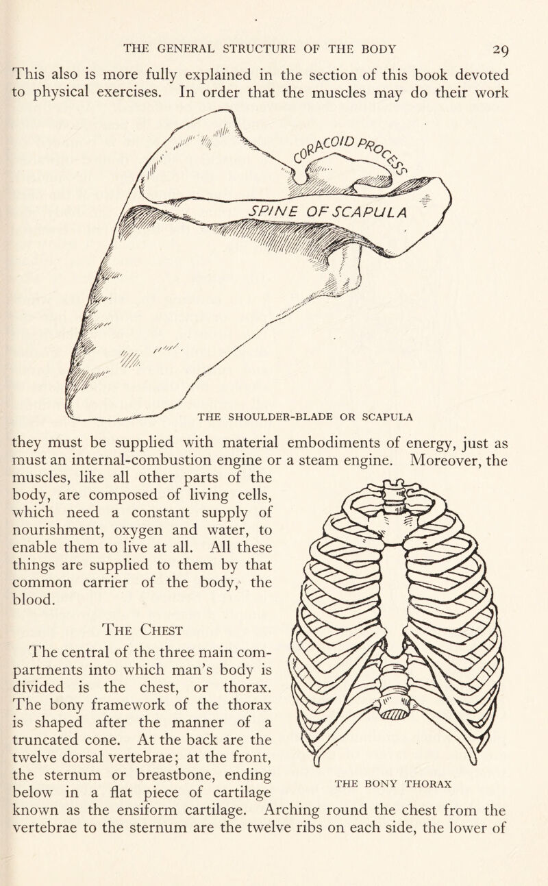This also is more fully explained in the section of this book devoted to physical exercises. In order that the muscles may do their work they must be supplied with material embodiments of energy, just as must an internal-combustion engine or a steam engine. Moreover, the muscles, like all other parts of the body, are composed of living cells, which need a constant supply of nourishment, oxygen and water, to enable them to live at all. All these things are supplied to them by that common carrier of the body, the blood. The Chest The central of the three main com¬ partments into which man’s body is divided is the chest, or thorax. The bony framework of the thorax is shaped after the manner of a truncated cone. At the back are the twelve dorsal vertebrae; at the front, the sternum or breastbone, ending below in a flat piece of cartilage known as the ensiform cartilage. Arching round the chest from the vertebrae to the sternum are the twelve ribs on each side, the lower of THE BONY THORAX