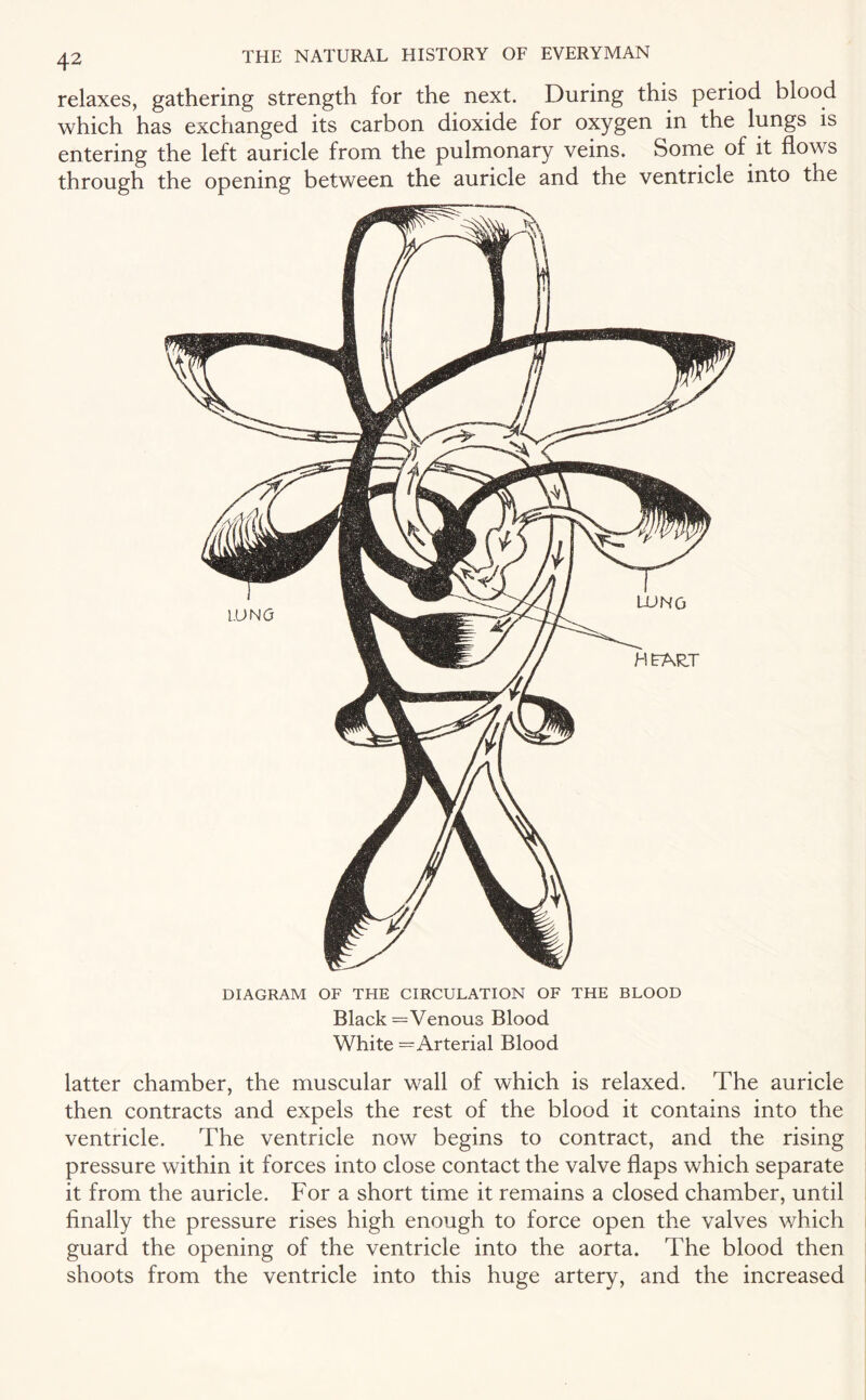 relaxes, gathering strength for the next. During this period blood which has exchanged its carbon dioxide for oxygen in the lungs is entering the left auricle from the pulmonary veins. Some of it flows through the opening between the auricle and the ventricle into the DIAGRAM OF THE CIRCULATION OF THE BLOOD Black =Venous Blood White =Arterial Blood latter chamber, the muscular wall of which is relaxed. The auricle then contracts and expels the rest of the blood it contains into the ventricle. The ventricle now begins to contract, and the rising pressure within it forces into close contact the valve flaps which separate it from the auricle. For a short time it remains a closed chamber, until finally the pressure rises high enough to force open the valves which guard the opening of the ventricle into the aorta. The blood then shoots from the ventricle into this huge artery, and the increased