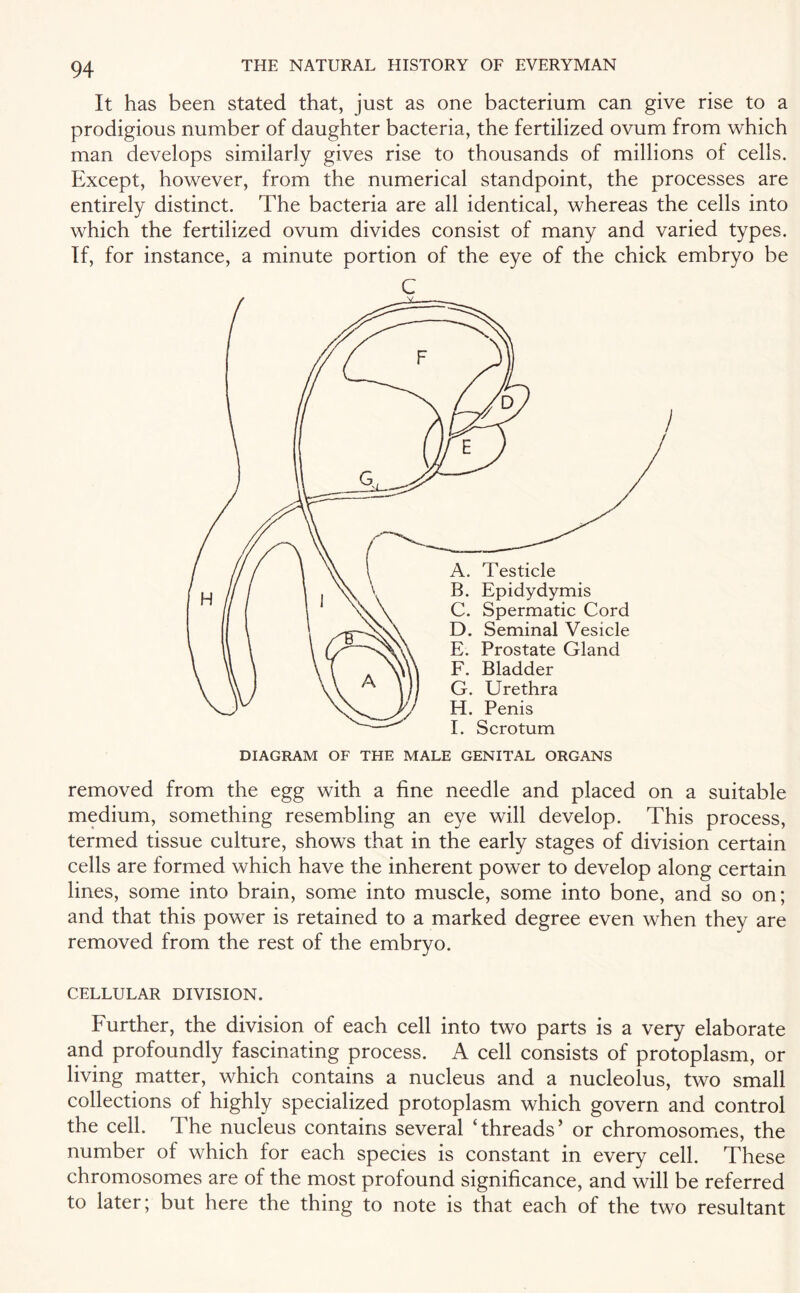 It has been stated that, just as one bacterium can give rise to a prodigious number of daughter bacteria, the fertilized ovum from which man develops similarly gives rise to thousands of millions of cells. Except, however, from the numerical standpoint, the processes are entirely distinct. The bacteria are all identical, whereas the cells into which the fertilized ovum divides consist of many and varied types. If, for instance, a minute portion of the eye of the chick embryo be C removed from the egg with a fine needle and placed on a suitable medium, something resembling an eye will develop. This process, termed tissue culture, shows that in the early stages of division certain cells are formed which have the inherent power to develop along certain lines, some into brain, some into muscle, some into bone, and so on; and that this power is retained to a marked degree even when they are removed from the rest of the embryo. CELLULAR DIVISION. Further, the division of each cell into two parts is a very elaborate and profoundly fascinating process. A cell consists of protoplasm, or living matter, which contains a nucleus and a nucleolus, two small collections of highly specialized protoplasm which govern and control the cell. The nucleus contains several ‘threads’ or chromosomes, the number of which for each species is constant in every cell. These chromosomes are of the most profound significance, and will be referred to later; but here the thing to note is that each of the two resultant