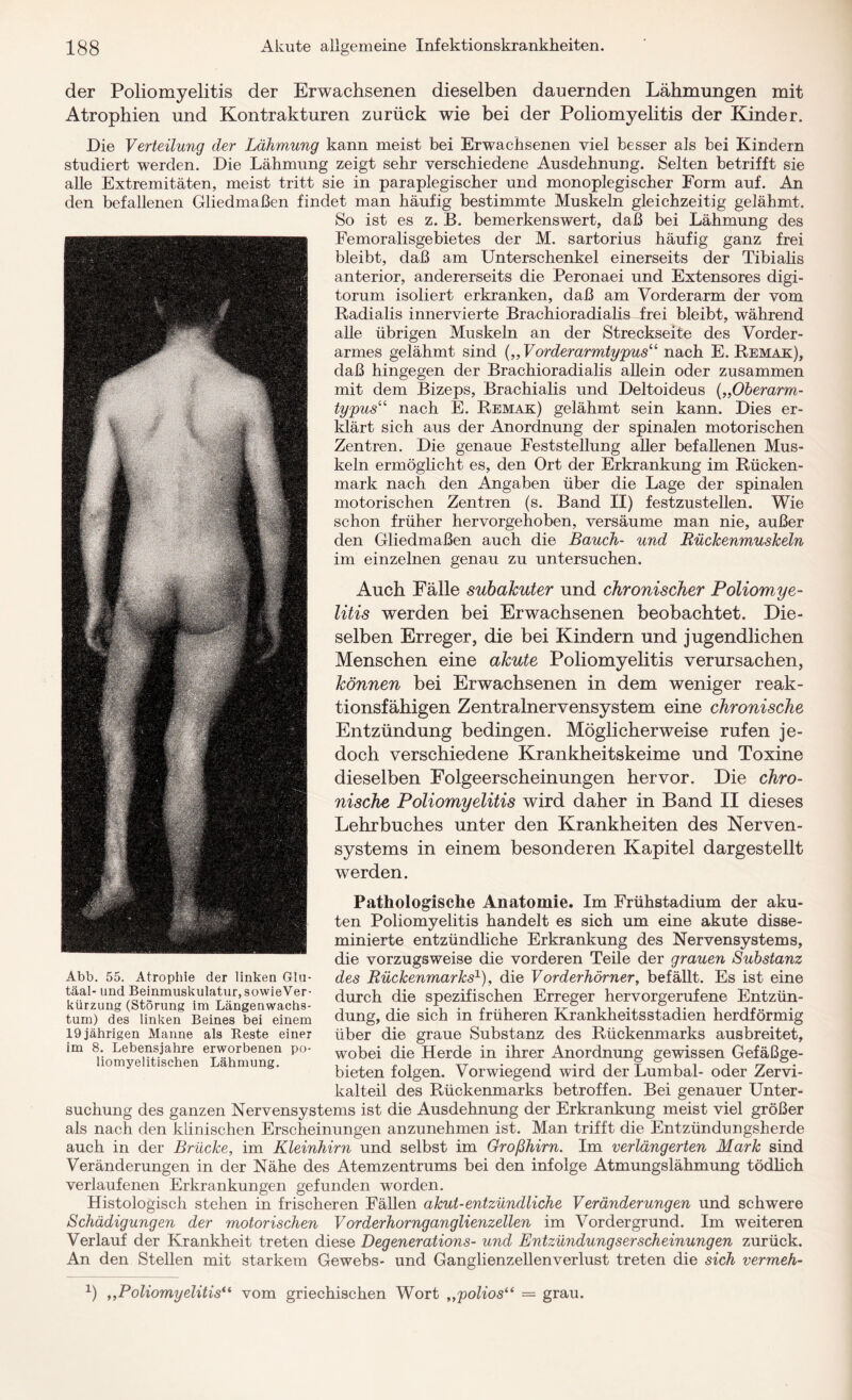 der Poliomyelitis der Erwachsenen dieselben dauernden Lähmungen mit Atrophien und Kontrakturen zurück wie bei der Poliomyelitis der Kinder. Die Verteilung der Lähmung kann meist bei Erwachsenen viel besser als bei Kindern studiert werden. Die Lähmung zeigt sehr verschiedene Ausdehnung. Selten betrifft sie alle Extremitäten, meist tritt sie in paraplegischer und monoplegischer Form auf. An den befallenen Gliedmaßen findet man häufig bestimmte Muskeln gleichzeitig gelähmt. So ist es z. B. bemerkenswert, daß bei Lähmung des Femoralisgebietes der M. sartorius häufig ganz frei bleibt, daß am Unterschenkel einerseits der Tibialis anterior, andererseits die Peronaei und Extensores digi- torum isoliert erkranken, daß am Vorderarm der vom Radialis innervierte Brachioradialis frei bleibt, während alle übrigen Muskeln an der Streckseite des Vorder¬ armes gelähmt sind („ Vorderarmtypus“ nach E. Remak), daß hingegen der Brachioradialis allein oder zusammen mit dem Bizeps, Brachialis und Deltoideus („Oberarm- typus“ nach E. Remak) gelähmt sein kann. Dies er¬ klärt sich aus der Anordnung der spinalen motorischen Zentren. Die genaue Feststellung aller befallenen Mus¬ keln ermöglicht es, den Ort der Erkrankung im Rücken¬ mark nach den Angaben über die Lage der spinalen motorischen Zentren (s. Band II) festzustellen. Wie schon früher hervorgehoben, versäume man nie, außer den Gliedmaßen auch die Bauch- und Bückenmuskeln im einzelnen genau zu untersuchen. Auch Fälle subakuter und chronischer Poliomye¬ litis werden bei Erwachsenen beobachtet. Die¬ selben Erreger, die bei Kindern und jugendlichen Menschen eine akute Poliomyelitis verursachen, können bei Erwachsenen in dem weniger reak¬ tionsfähigen Zentralnervensystem eine chronische Entzündung bedingen. Möglicherweise rufen je¬ doch verschiedene Krankheitskeime und Toxine dieselben Folgeerscheinungen hervor. Die chro¬ nische Poliomyelitis wird daher in Band II dieses Lehrbuches unter den Krankheiten des Nerven¬ systems in einem besonderen Kapitel dargestellt werden. Pathologische Anatomie. Im Frühstadium der aku¬ ten Poliomyelitis handelt es sich um eine akute disse- minierte entzündliche Erkrankung des Nervensystems, die vorzugsweise die vorderen Teile der grauen Substanz des Rückenmarks1), die Vorderhörner, befällt. Es ist eine durch die spezifischen Erreger hervorgerufene Entzün¬ dung, die sich in früheren Krankheits Stadien herdförmig über die graue Substanz des Rückenmarks ausbreitet, wobei die Herde in ihrer Anordnung gewissen Gefäßge¬ bieten folgen. Vorwiegend wird der Lumbal- oder Zervi¬ kalteil des Rückenmarks betroffen. Bei genauer Unter¬ suchung des ganzen Nervensystems ist die Ausdehnung der Erkrankung meist viel größer als nach den klinischen Erscheinungen anzunehmen ist. Man trifft die Entzündungsherde auch in der Brücke, im Kleinhirn und selbst im Großhirn. Im verlängerten Mark sind Veränderungen in der Nähe des Atemzentrums bei den infolge Atmungslähmung tödlich verlaufenen Erkrankungen gefunden worden. Histologisch stehen in frischeren Fällen akut-entzündliche Veränderungen und schwere Schädigungen der motorischen Vorderhornganglienzellen im Vordergrund. Im weiteren Verlauf der Krankheit treten diese Degenerations- und Entzündungserscheinungen zurück. An den Stellen mit starkem Gewebs- und Ganglienzellenverlust treten die sich vermeh- x) ,,Poliomyelitis“ vom griechischen Wort „poü'os“ = grau. Abb. 55. Atrophie der linken Glu- täal- und Beinmuskulatur, sowieVer- kürzung (Storung im Längenwachs¬ tum) des linken Beines bei einem 19 jährigen Manne als Reste einer im 8. Lebensjahre erworbenen po- liomyelitischen Lähmung.