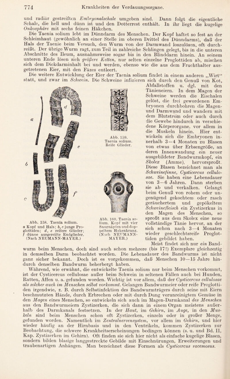 und radiär gestreiften Embryonalschale umgeben sind. Dann folgt die eigentliche Schale, die hell und dünn ist und den Dotterrest enthält. In ihr liegt die kugelige Onkosphäre mit sechs feinen Häkchen. Die Taenia solium lebt im Dünndarm des Menschen. Der Kopf haftet so fest an der Schleimhaut (gewöhnlich an einer Stelle im oberen Drittel des Dünndarms), daß der Hals der Taenie beim Versuch, den Wurm von der Darmwand loszulösen, oft durch¬ reißt. Der übrige Wurm ragt, zum Teil in zahlreiche Schlingen gelegt, bis in die unteren Abschnitte des Ileum, ausnahmsweise sogar bis in den Blinddarm hinein. An seinem unteren Ende lösen sich größere Ketten, nur selten einzelne Proglottiden ab, mischen sich dem Dickdarminhalt bei und werden, ebenso wie die aus dem Fruchthalter aus¬ getretenen Eier, mit den Fäzes entleert. Abb. 159. Taenia solium. Reife Glieder. Die weitere Entwicklung der Eier der Taenia solium findet in einem anderen „Wirt“ statt, und zwar im Schwein. Die Schweine infizieren sich durch den Genuß von Kot, Abfallstoffen u. dgl. mit den Tänieneiern. In dem Magen der Schweine werden die Eischalen gelöst, die frei gewordenen Em¬ bryonen durchbohren die Magen- und Darmwand und wandern mit dem Blutstrom oder auch durch die Gewebe hindurch in verschie¬ dene Körperorgane, vor allem in die Muskeln hinein. Hier ent¬ wickeln sich die Embryonen in¬ nerhalb 3—4 Monaten zu Blasen von etwas über Erbsengroße, an deren Innenwandung ein neuer ausgebildeter Bandwurmkopf, ein Skolex (Amme), hervorsproßt. Diese Blasen bezeichnet man als Schweine/inne, Cysticercus cellulo¬ sae. Sie haben eine Lebensdauer von 3 — 6 Jahren. Dann sterben sie ab und verkalken. Gelangt beim Genuß von rohem oder un¬ genügend gekochtem oder rasch geräuchertem und gepökeltem Schweinefleisch ein Zystizerkus in den Magen des Menschen, so sproßt aus dem Skolex eine neue vollständige Tänie hervor, an der sich schon nach 3—4 Monaten wieder geschlechtsreife Proglot¬ tiden gebildet haben. Meist findet sich nur ein Band¬ wurm beim Menschen, doch sind auch schon mehrere (bis 17!) Exemplare gleichzeitig in demselben Darm beobachtet worden. Die Lebensdauer des Bandwurms ist nicht ganz sicher bekannt. Doch ist es vorgekommen, daß Menschen 10—15 Jahre hin¬ durch denselben Bandwurm beherbergt haben. Während, wie erwähnt, die entwickelte Taenia solium nur beim Menschen vorkommt, ist der Cysticercus cellulosae außer beim Schwein in seltenen Fällen auch bei Hunden, Ratten, Affen u. a. gefunden worden. Wichtig ist vor allem, daß der Cysticercus cellulosae als solcher auch im Menschen selbst vorkommt. Gelangen Bandwurmeier oder reife Proglotti¬ den irgendwie, z. B. durch Selbstinfektion des Bandwurmträgers durch seine mit Eiern beschmutzten Hände, durch Erbrechen oder mit durch Dung verunreinigtem Gemüse in den Magen eines Menschen, so entwickeln sich auch im Magen-Darmkanal des Menschen aus den Bandwurmeiern Z}^stizerken, die sich dann in einem Organ meistens außer¬ halb des Darmkanals festsetzen. In der Haut, im Gehirn, im Auge, in den Mus¬ keln sind beim Menschen schon oft Zystizerken, einzeln oder in großer Menge, gefunden worden. Namentlich im Zentralnervensystem, vor allem im Gehirn, und hier wieder häufig an der Hirnbasis und in den Ventrikeln, kommen Zystizerken zur Beobachtung, die schwere Krankheitserscheinungen bedingen können (s. u. und Bd. II, Kap. Zystizerken im Gehirn). Oft finden sie sich hier nicht als einfache kugelige Blasen, sondern bilden blasige langgestreckte Gebilde mit Einschnürungen, Erweiterungen und traubenartigen Anhängen. Man bezeichnet diese Formen als Cysticercus racemosus. Abb. 158. Taenia solium. a Kopf und Hals; b, c junge Pro¬ glottiden; d, e reifere Glieder; 1 dünne ausgereifte Endglieder. (Nach NEUMANN-MAYER.) Abb. 160. Taenia so¬ lium. Kopf mit vier Saimnäpfen und dop¬ peltem Hakenkranz. (Nach NEUMANN¬ MAYER.)