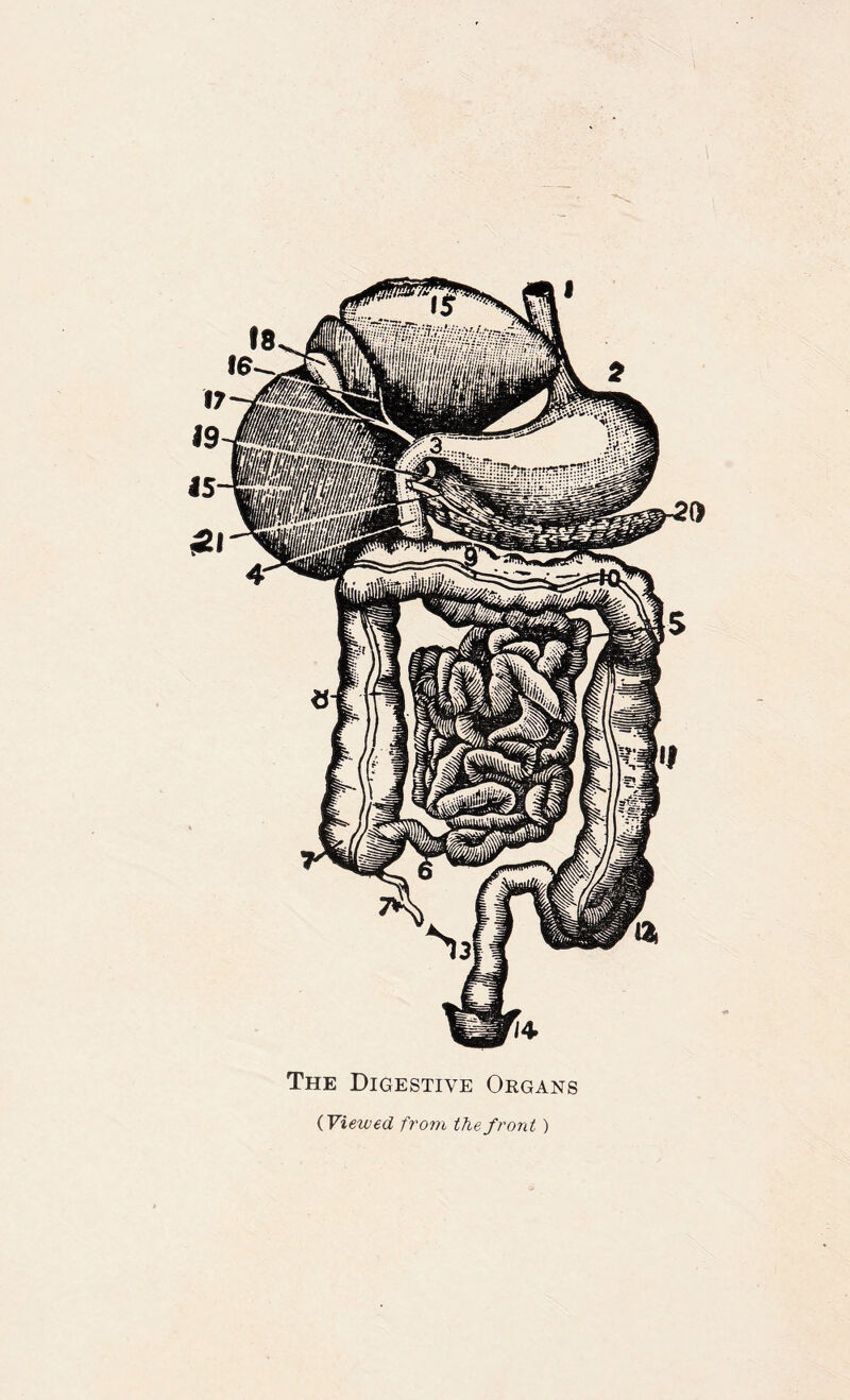 The Digestive Organs (Viewed from the front )