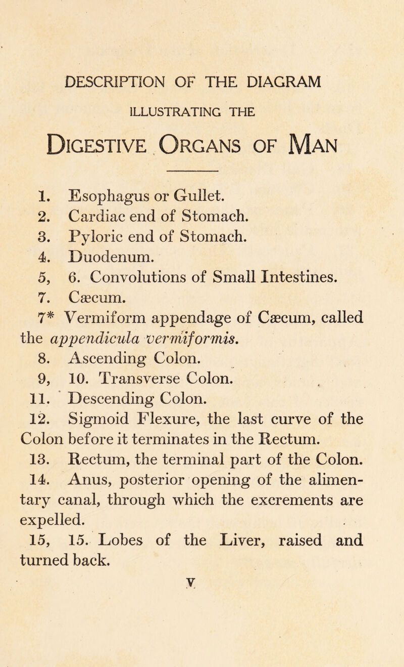 DESCRIPTION OF THE DIAGRAM ILLUSTRATING THE Digestive Organs of Man 1. Esophagus or Gullet. 2. Cardiac end of Stomach. 3. Pyloric end of Stomach. 4. Duodenum. 5. 6. Convolutions of Small Intestines. 7. Csecuxn. 7* Vermiform appendage of Caecum, called the appendicula verrriiformis. 8. Ascending Colon. 9. 10. Transverse Colon. 11. Descending Colon. 12. Sigmoid Flexure, the last curve of the Colon before it terminates in the Rectum. 13. Rectum, the terminal part of the Colon. 14. Anus, posterior opening of the alimen¬ tary canal, through which the excrements are expelled. 15. 15. Lobes of the Liver, raised and turned back.