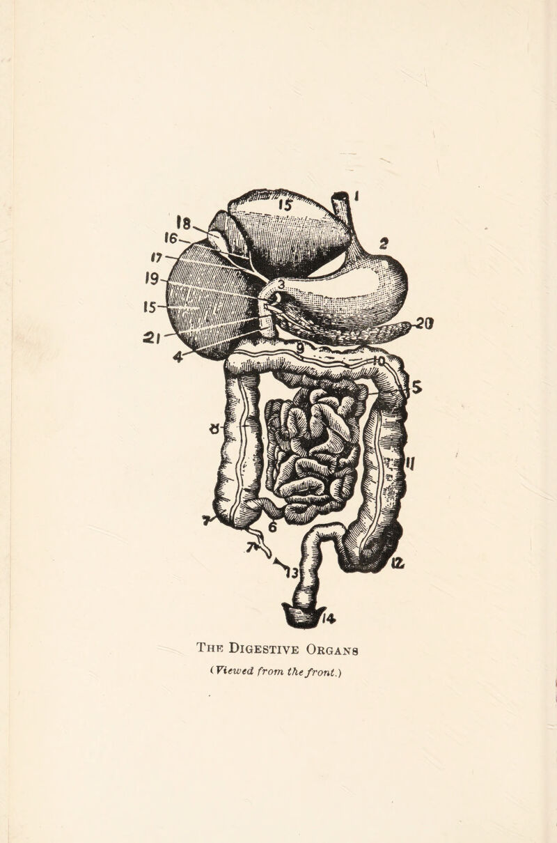 The Digestive Organs (Viewed from the front.)