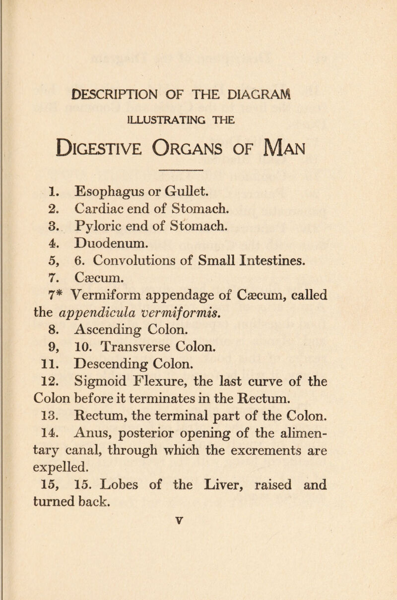 DESCRIPTION OF THE DIAGRAM ILLUSTRATING THE Digestive Organs of Man 1. Esophagus or Gullet. 2. Cardiac end of Stomach. 3. Pyloric end of Stomach. 4. Duodenum. 5. 6. Convolutions of Small Intestines. 7. Csecum. 7* Vermiform appendage of Csecum, called the appendicula vermiformis. 8. Ascending Colon. 9. 10. Transverse Colon. 11. Descending Colon. 12. Sigmoid Flexure, the last curve of the Colon before it terminates in the Rectum. 13. Rectum, the terminal part of the Colon. 14. Anus, posterior opening of the alimen¬ tary canal, through which the excrements are expelled. 15. 15. Lobes of the Liver, raised and turned back.
