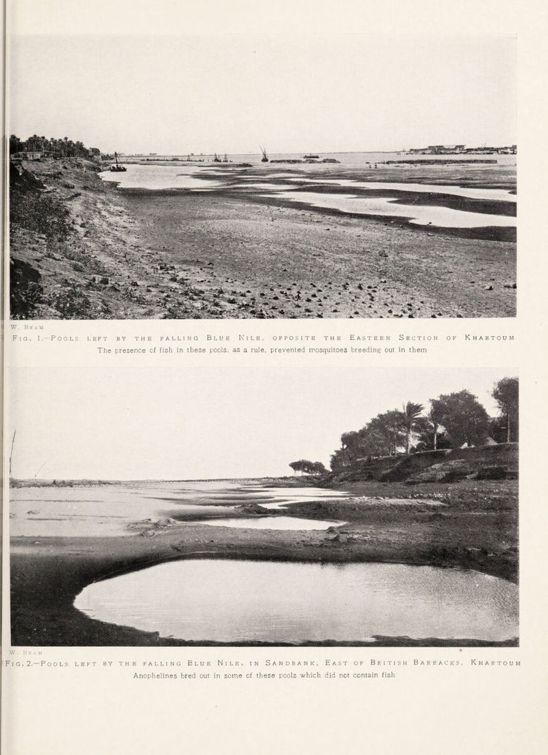 J W . Be am ► Fig. 1. — Pools left by the falling Blue Nile, opposite the Eastern Section of Khartoum The presence of fish in these pools, as a rule, prevented mosquitoes breeding out in them W . Beam Fig.2.— Pools left by the falling Blue Nile, in Sandbank, East of British Barracks, Khartoum Anophelines bred out in some of these pools which did not contain fish