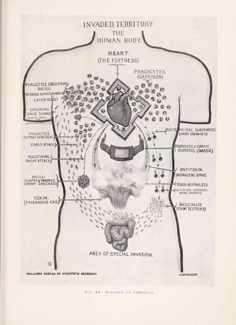 ^VICTORIOUS OUT POSTXIN AMBUSH, INVADED TERRITORY* THE HUMAN BODY. HEART (THE FORTRESS.) PHAGOCYTES. (GARRISON) 4 ~ ''V > 3 *• * (7/ ~ ^ /Zf^ C. # C £ o PHAGOCYTES ENGULPHIN BACILLI LATER RESULT OPSONiNS. J f ' l (FALSE SiGNAlST | f i . i j *?* *'k\a (t&TKKtrioN &t <**cocv«s.M J ♦ S . N V PHAGOCYTES. (OUTPOST IN RETREAT (HAND GRENADES) EARLY ATTACK \ \ \ ' \ VS\ X ^N’0\r'is AREA OF SPECIAL INVASION BACTERICIDAL SUBSTANCES. fPROPHYLMIC | CURATIVE PROPERTIES. (MASK) AGGLUTININS (NIGHT ATTACK) BACILLI CLUMPED | IMMOBILE (ENEMY CHECKED) TOXIN. _ (POISONOUS GAS)! ANTITOXIN. (NEUTRALIZING SPRAY) TOXIN NEUTRALIZED. -TERICtDM SUBSTANCES. (HAND GRENADES) BACILLI KILLED. (ENEMY DESTROYED) WELLCOME BUREAU OF SCtgHTIfK &E.SEARCN C0PYRJ5WT Fig. 44. — Diagram of Immunity