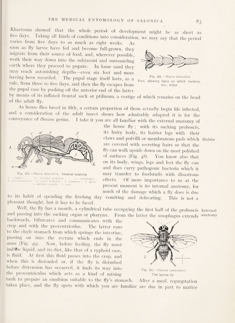 Fig. 48.—Musca domestica Foot, showing hairs on which bacteria, etc., lodge h Khartoum showed that the whole period of development might be as short as five days. Taking all kinds of conditions into consideration, we may say that the period varies from five days to as much as eight weeks. As soon as fly larvae have fed and become full-grown, they migrate from their source of food, and, wherever possible, work their way down into the subjacent and surrounding earth where they proceed to pupate. In loose sand they may reach astonishing depths—even six feet and more having been recorded. The pupal stage itself lasts, as a 1 ule, fiom thiee to five days, and then the fly escapes from the pupal case by pushing off the anterior end of the latter by means of its inflated frontal sack or ptilinum, a vestige of which remains on the head of the adult fly. As house flies breed in filth, a certain proportion of them actually begin life infected, and a consideration of the adult insect shows how admirably adapted it is for the com eyance of disease germs. I take it you are all familiar with the external anatomy of the house fly ; with its sucking proboscis, its hairy body, its hairier legs with their claws and pulvilli or membranous pads which Habits are covered with secreting hairs so that the fly can walk upside down on the most polished of surfaces (Fig. 48). You know also that on its body, wings, legs and feet the fly can and does carry pathogenic bacteria which it may transfer to foodstuffs with disastrous effects. Of more importance to us at the present moment is its internal anatomy, for much of the damage which a fly does is due to its habit of spending the livelong day vomiting and defecating. This is not a pleasant thought, but it has to be faced. Well, the fly has a mouth, a cylindrical tube occupying the first half of the proboscis Internal and passing into the sucking organ or pharynx. From the latter the oesophagus extends anatomy backwards, bifurcates and communicates with the crop and with the proventriculus. The latter runs to the chyle stomach from which springs the intestine, passing on into the rectum which ends in the anus (Fig. 49). Now, before feeding, the fly must imbibe liquid, and its diet, like that of a typhoid case, is fluid. At first this fluid passes into the crop, and when this is distended or, if the fly is disturbed before distension has occurred, it finds its way into the proventriculus which acts as a kind of mixing tank to prepare an emulsion suitable to the fly’s stomach. After a meal, regurgitation takes place, and the fly spots with which you are familiar are due in part to matter a —efe-'Y Fig. 49, Musca domestica. Internal anatomy a. tongue : b. sucking pharynx ; c. oesophagus d. proventriculus e. chyle stomach ; f. intestine ; h. anus i, salivary glands ; j. crop. Fig. 50.— Fannia canicularis The latrine fly