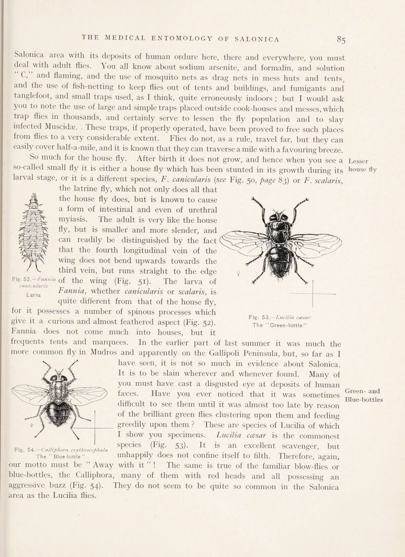 Salonk a aiea with its deposits of human ordure here, there and everywhere, you must deal with adult flies. You all know about sodium arsenite, and formalin, and solution C, and flaming, and the use of mosquito nets as drag nets in mess huts and tents, and the use of fish-netting to keep flies out of tents and buildings, and fumigants and tanglefoot, and small traps used, as I think, quite erroneously indoors; but I would ask }°u note the use of large and simple traps placed outside cook-houses and messes, which tiap flies in thousands, and certainly serve to lessen the fly population and to slay infected Musckke. These traps, if properly operated, have been proved to free such places fiom flies to a very considerable extent. ITies do not, as a rule, travel far, but they can easily cover half-a-mile, and it is known that they can traverse a mile with a favouring breeze. So much foi the house fly. After birth it does not grow, and hence when you see a Lesser so-called small fly it is either a house fly which has been stunted in its growth during its house fly larval stage, or it is a different species, F. canicularis (see Fig. 50, page 83) or F. scalaris, the latrine fly, which not only does all that the house fly does, but is known to cause a form of intestinal and even of urethral myiasis. The adult is very like the house fly, but is smaller and more slender, and can readily be distinguished by the fact that the fourth longitudinal vein of the wing does not bend upwards towards the third vein, but runs straight to the edge Fig. S2 — Fannia 0f the wing (Fig> ^\ The larya Qf canicularis . ^ Larva rannia, whether canicularis or scalaris, is quite different from that of the house fly, for it possesses a number of spinous processes which give it a curious and almost feathered aspect (Fig. 52). Fannia does not come much into houses, but it frequents tents and marquees. In the earlier part of last summer it was much the more common fly in Mudros and apparently on the Gallipoli Peninsula, but, so far as I have seen, it is not so much in evidence about Salonica. It is to be slain wherever and whenever found. Many of you must have cast a disgusted eye at deposits of human faeces. Have you ever noticed that it was sometimes difficult to see them until it was almost too late by reason of the brilliant green flies clustering upon them and feeding greedily upon them ? These are species of Lucilia of which I show you specimens. Lucilia ccesar is the commonest R. -. r ..... .. . species (Fig. 53). It is an excellent scavenger, but The “ Blue bottle ” unhappily does not confine itself to filth. Therefore, again, our motto must be “ Away with it ” ! The same is true of the familiar blow-flies or blue-bottles, the Calliphora, many of them with red heads and all possessing an aggressive buzz (Fig. 54). They do not seem to be quite so common in the Salonica area as the Lucilia flies. Fig. 53. —Lucilia ccesar The “Green-bottle” Green- and Blue-bottles