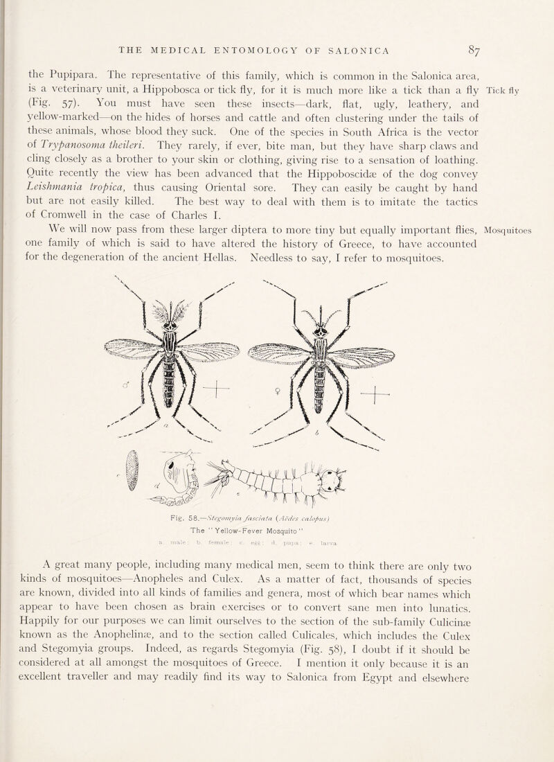 the Pupipara. The representative of this family, which is common in the Salonica area, is a veterinary unit, a Hippobosca or tick fly, for it is much more like a tick than a fly Tick fly (Fig. 57). \ou must have seen these insects—dark, flat, ugly, leathery, and yellow-marked—on the hides of horses and cattle and often clustering under the tails of these animals, whose blood they suck. One of the species in South Africa is the vector of Trypanosoma theileri. They rarely, if ever, bite man, but they have sharp claws and cling closely as a brother to your skin or clothing, giving rise to a sensation of loathing. Quite recently the view has been advanced that the Hippobosckke of the dog convey Leishmania tropica, thus causing Oriental sore. They can easily be caught by hand but are not easily killed. The best way to deal with them is to imitate the tactics of Cromwell in the case of Charles I. We will now pass from these larger diptera to more tiny but equally important flies, Mosquitoes one family of which is said to have altered the history of Greece, to have accounted for the degeneration of the ancient Hellas. Needless to say, I refer to mosquitoes. Fig. 58.—Stegoniyin fasciatcc (Aedes calofiits) The “Yellow-Fever Mosquito” a. male ; b. female; c. eg$; cl. pupa; e. larva A great many people, including many medical men, seem to think there are only two kinds of mosquitoes—Anopheles and Culex. As a matter of fact, thousands of species are known, divided into all kinds of families and genera, most of which bear names which appear to have been chosen as brain exercises or to convert sane men into lunatics. Happily for our purposes we can limit ourselves to the section of the sub-family Culicinse known as the Anophelinae, and to the section called Culicales, which includes the Culex and Stegomyia groups. Indeed, as regards Stegomyia (Fig. 58), I doubt if it should be considered at all amongst the mosquitoes of Greece. I mention it only because it is an excellent traveller and may readily find its way to Salonica from Egypt and elsewhere
